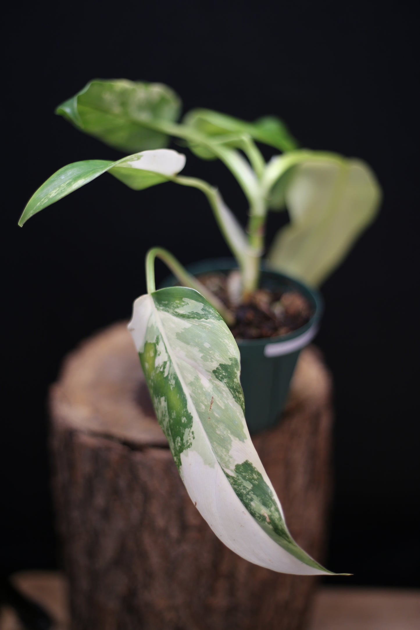 Philodendron Domesticum Variegated - Rooted Established Plant - Rare Aroid UK