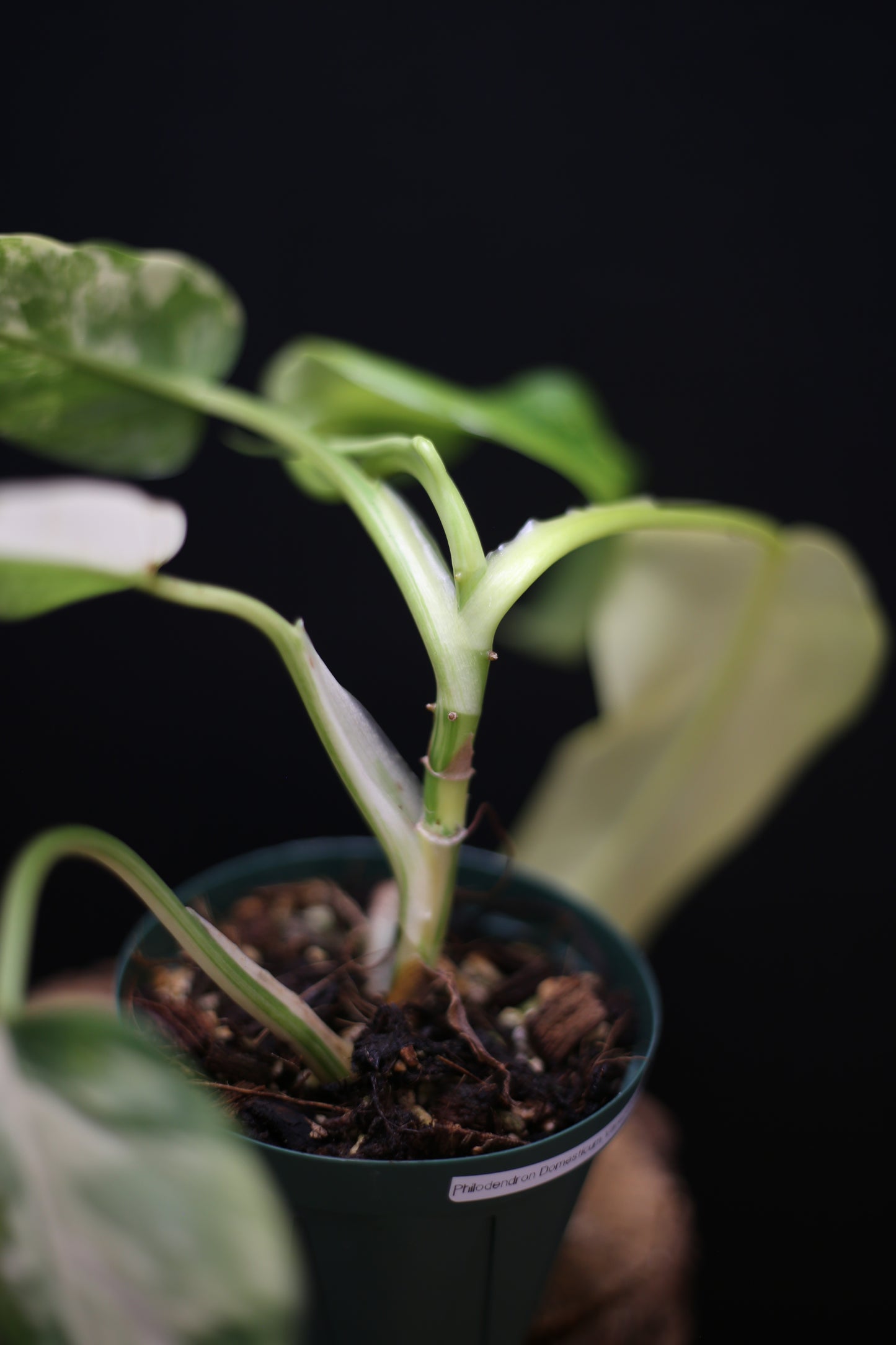 Philodendron Domesticum Variegated - Rooted Established Plant - Rare Aroid UK