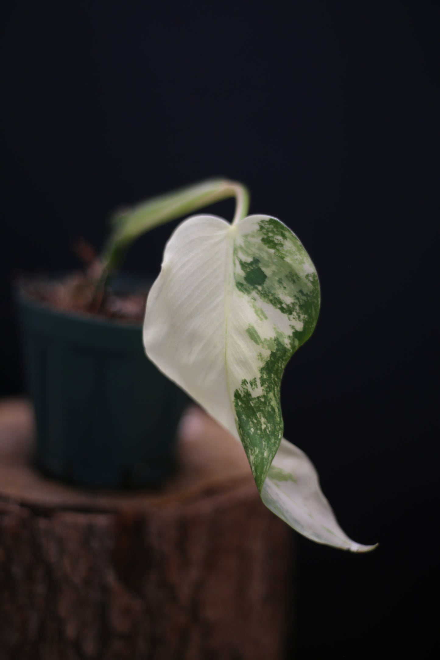 Philodendron Domesticum Variegated - Half Moon Leaf - Rooted Established Plant - Rare Aroid UK