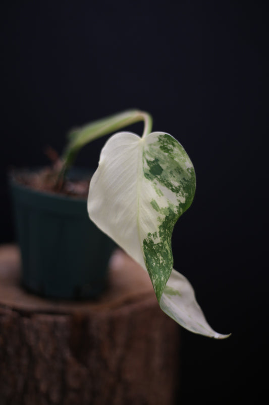 Philodendron Domesticum Variegated - Half Moon Leaf - Rooted Established Plant - Rare Aroid UK