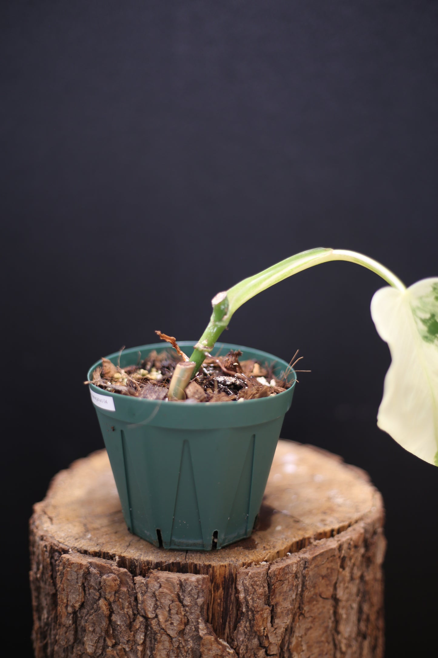 Philodendron Domesticum Variegated - Half Moon Leaf - Rooted Established Plant - Rare Aroid UK