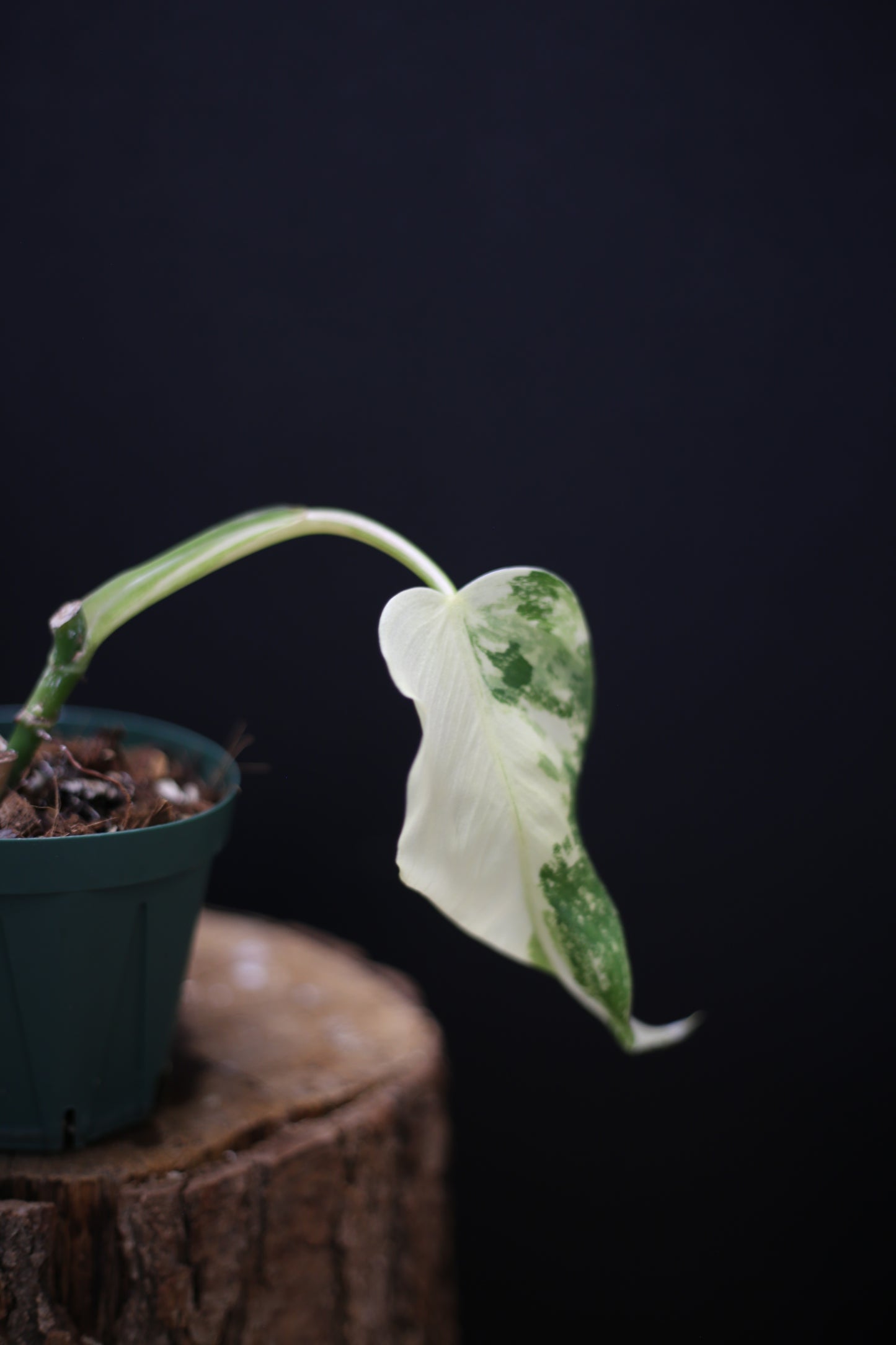 Philodendron Domesticum Variegated - Half Moon Leaf - Rooted Established Plant - Rare Aroid UK