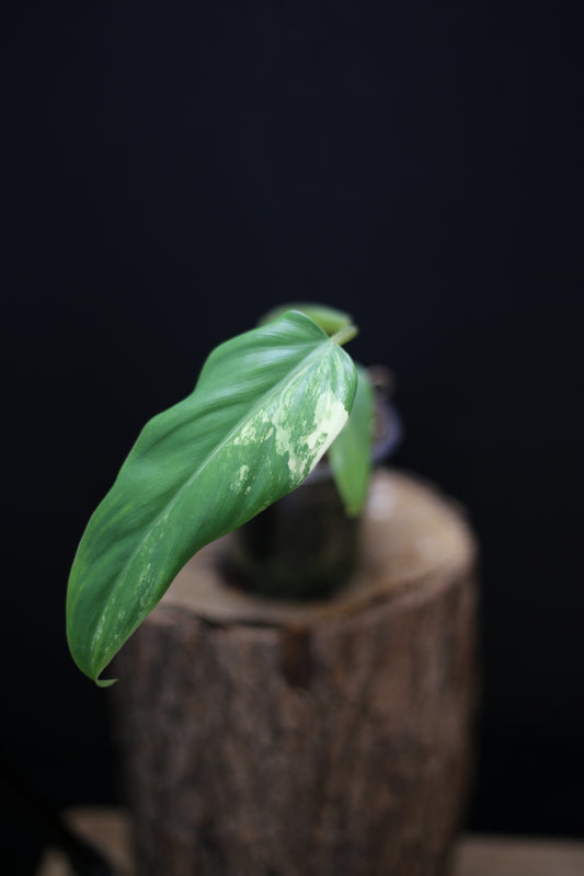Philodendron Domesticum Variegated - Cream Variegation - Rooted Established Plant - Rare Aroid UK