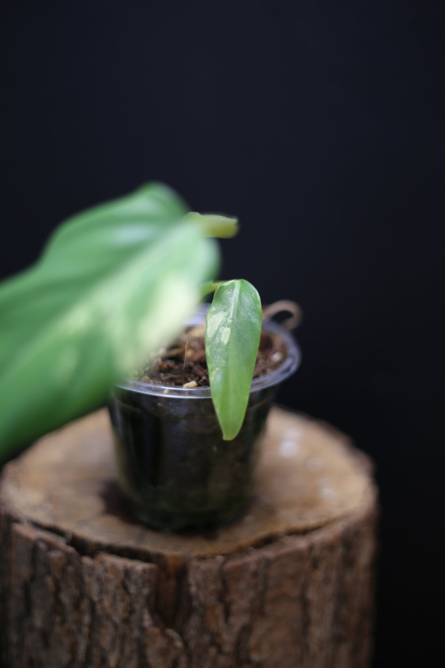 Philodendron Domesticum Variegated - Cream Variegation - Rooted Established Plant - Rare Aroid UK