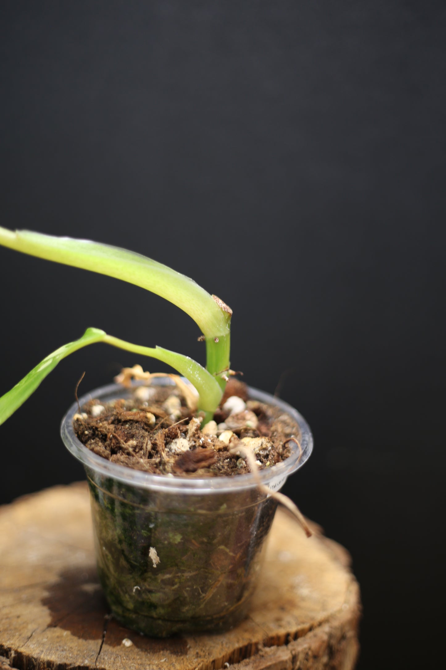 Philodendron Domesticum Variegated - Cream Variegation - Rooted Established Plant - Rare Aroid UK