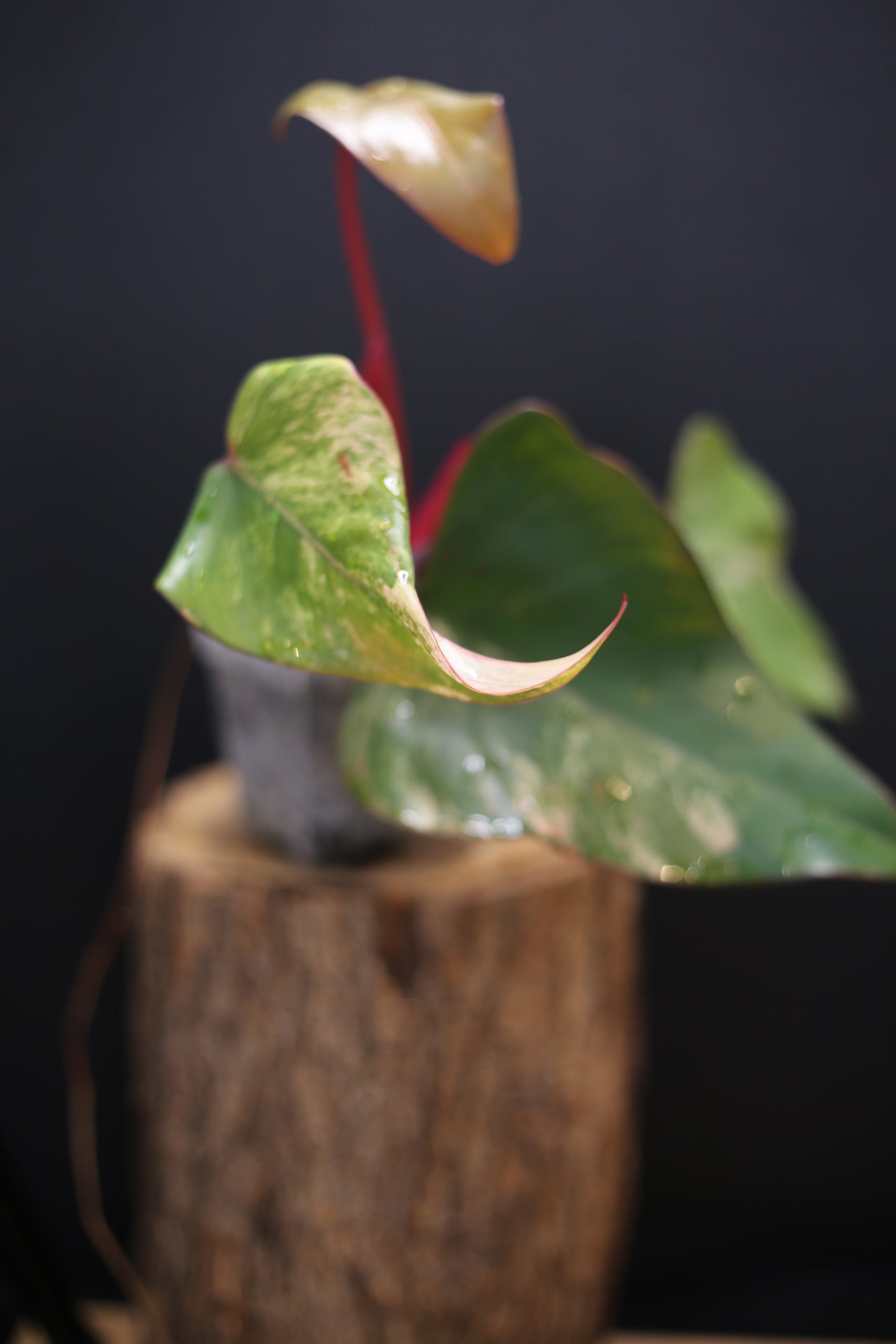 Philodendron Strawberry Shake Variegata - Dual Colour Expression - Large Established Leaves - Rooted Plant UK