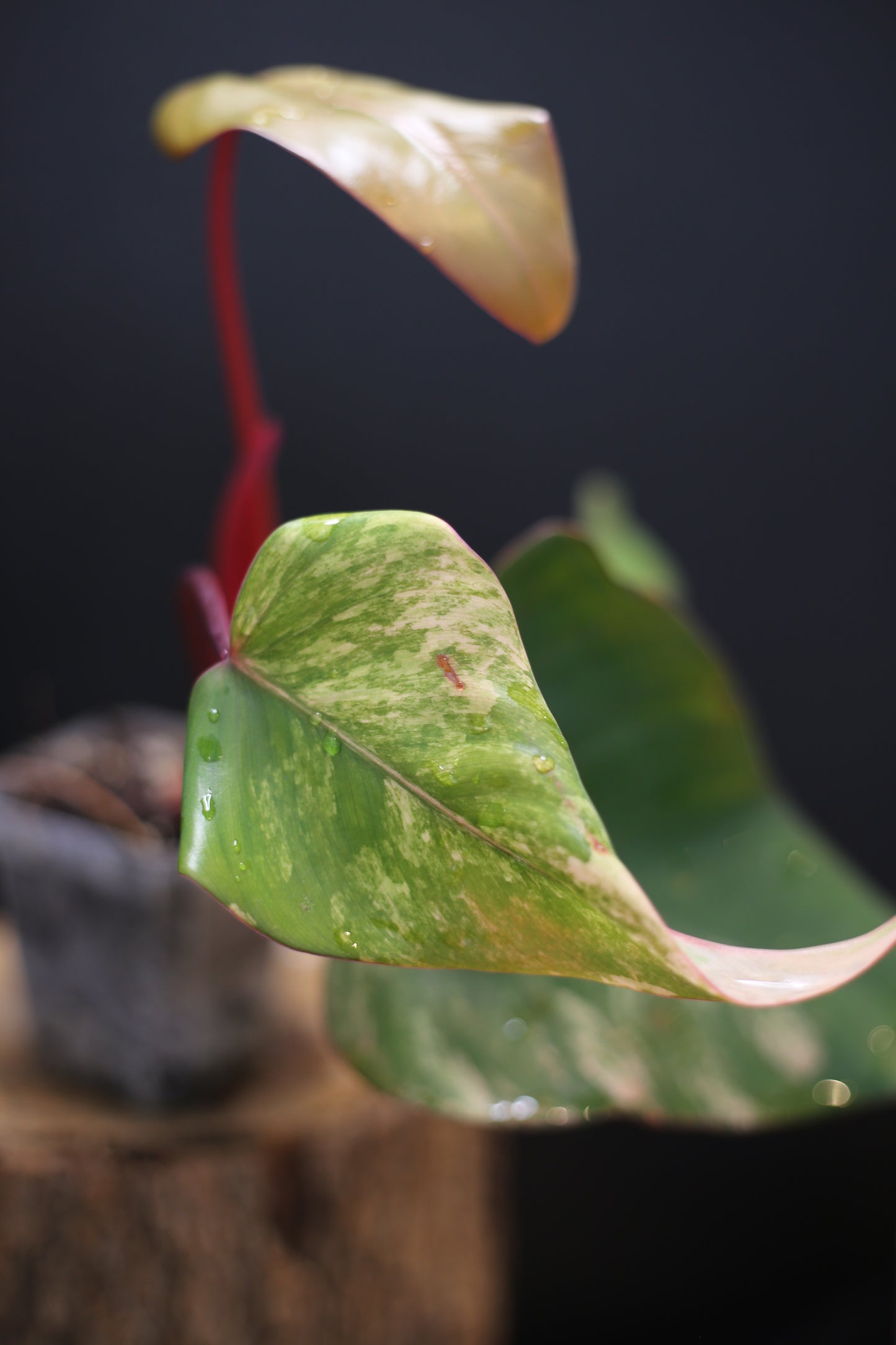 Philodendron Strawberry Shake Variegata - Dual Colour Expression - Large Established Leaves - Rooted Plant UK