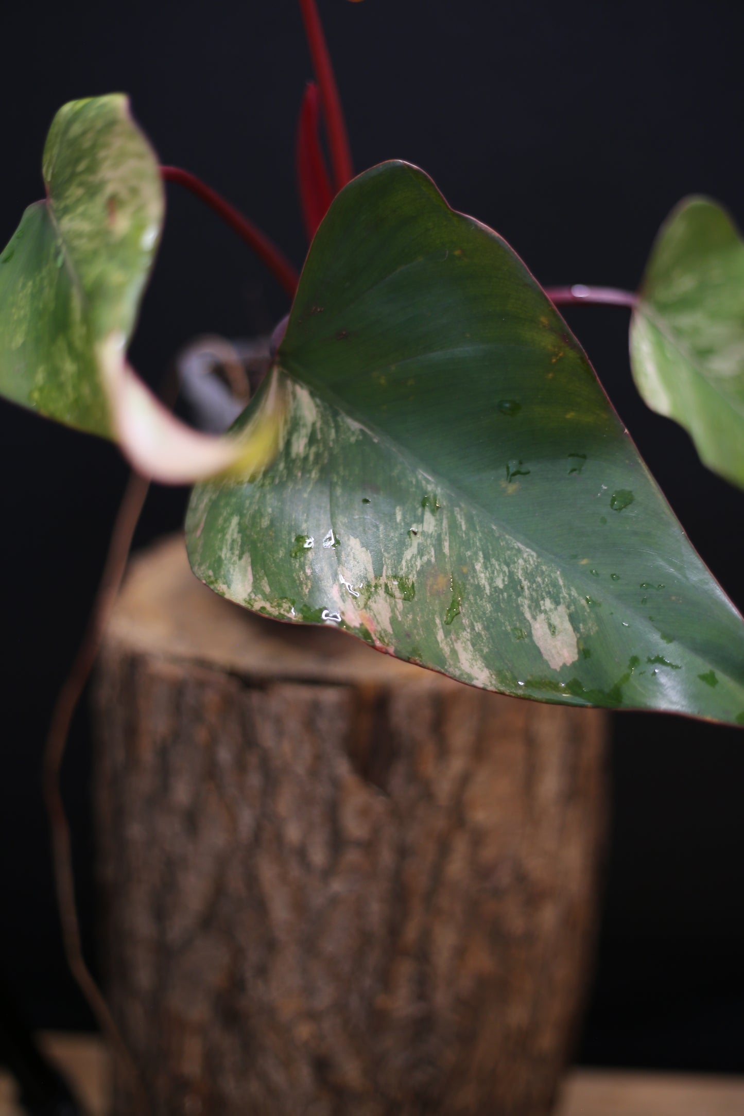 Philodendron Strawberry Shake Variegata - Dual Colour Expression - Large Established Leaves - Rooted Plant UK