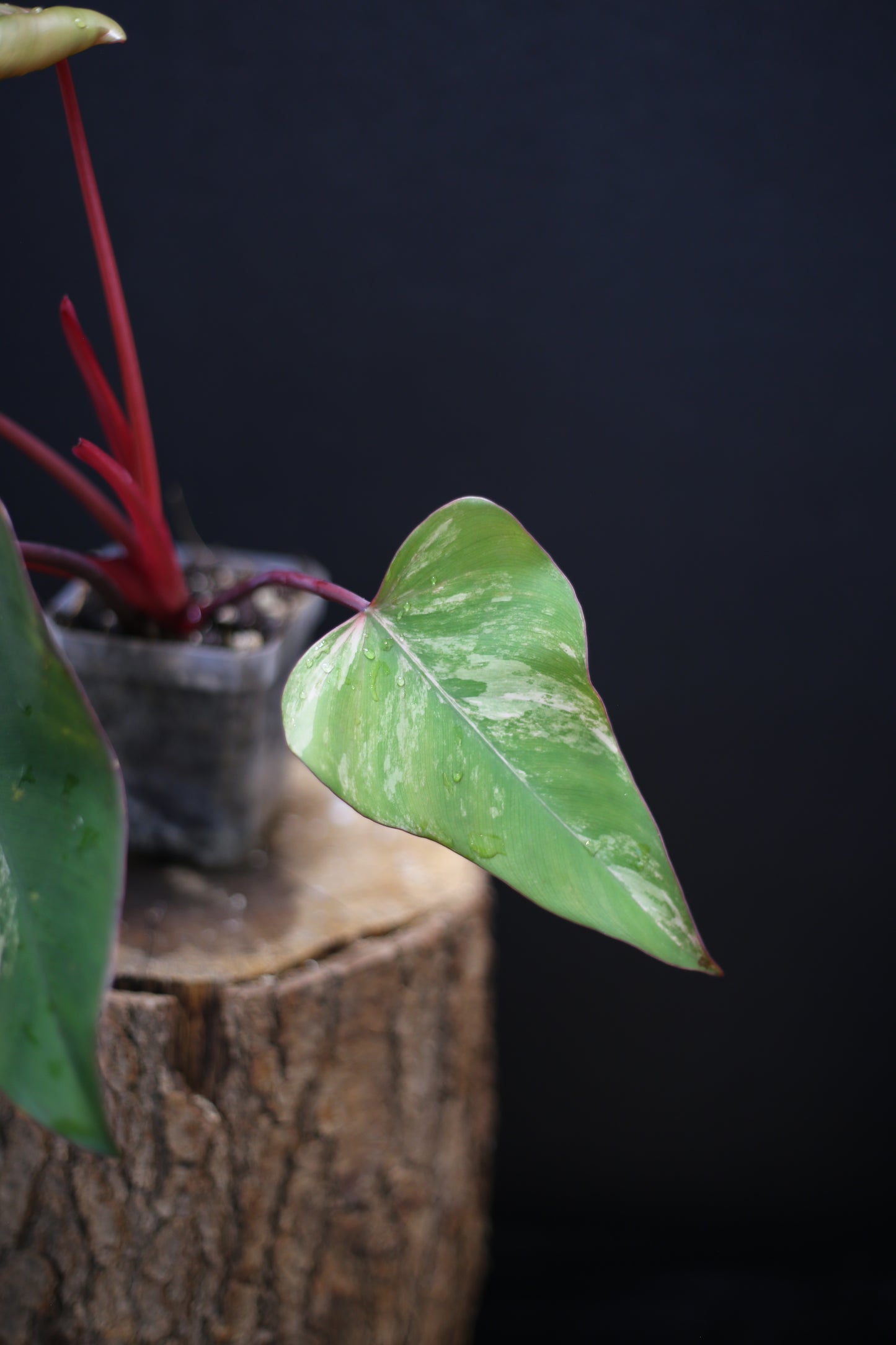 Philodendron Strawberry Shake Variegata - Dual Colour Expression - Large Established Leaves - Rooted Plant UK