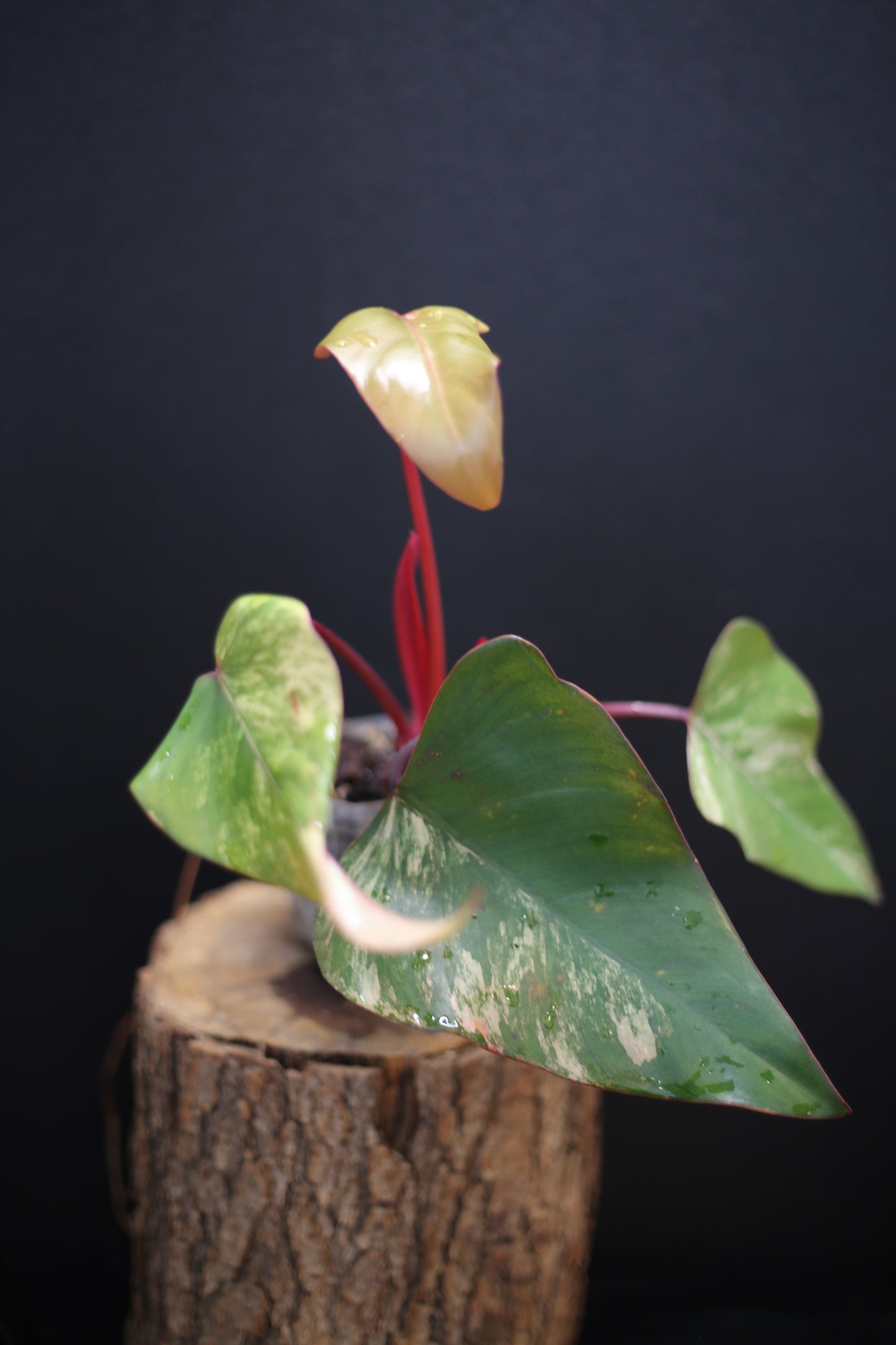 Philodendron Strawberry Shake Variegata - Dual Colour Expression - Large Established Leaves - Rooted Plant UK