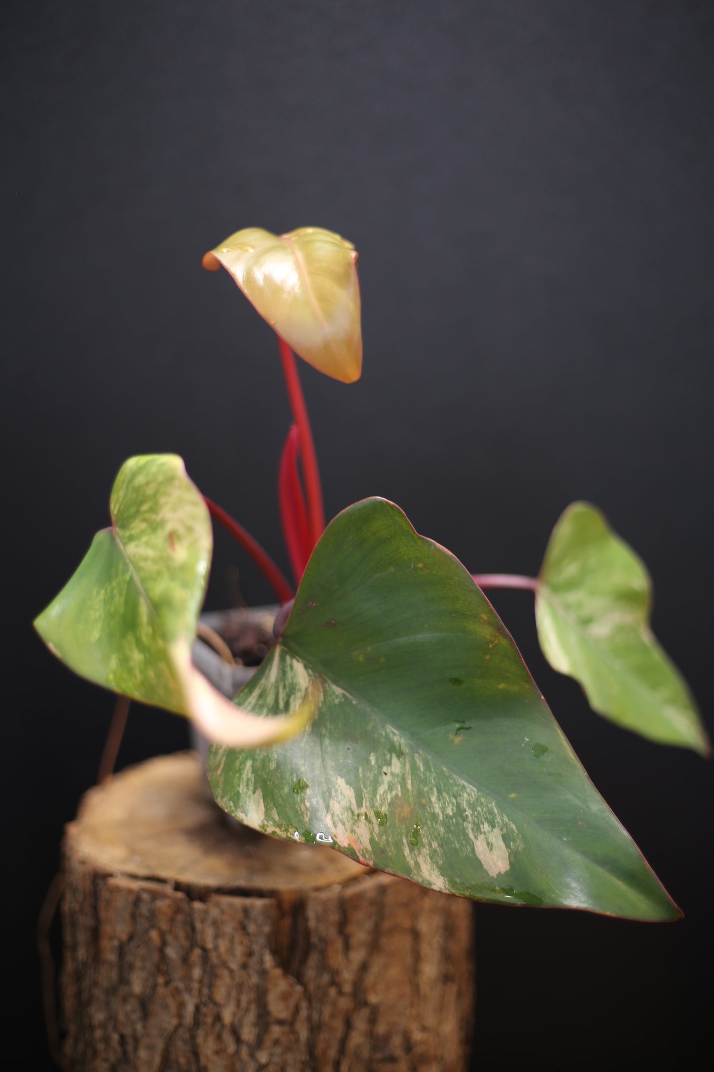 Philodendron Strawberry Shake Variegata - Dual Colour Expression - Large Established Leaves - Rooted Plant UK