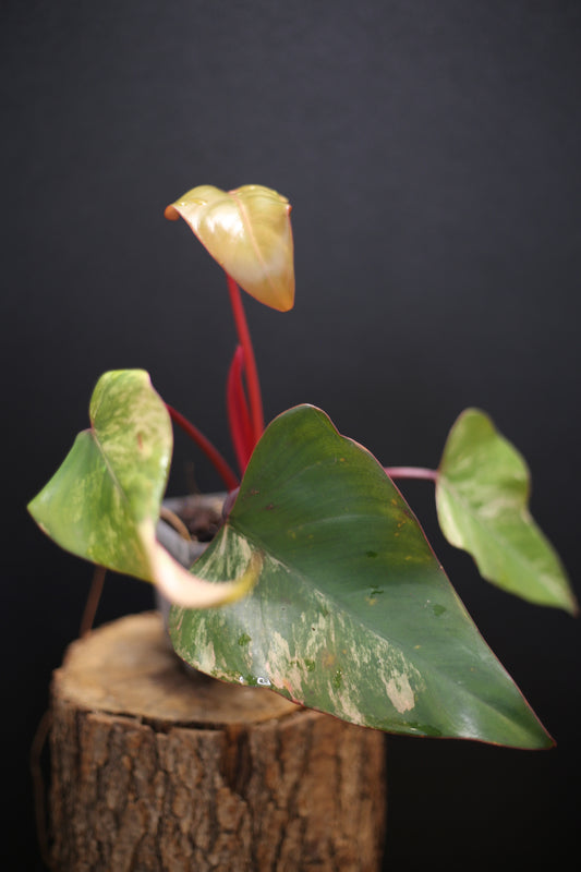 Philodendron Strawberry Shake Variegata - Dual Colour Expression - Large Established Leaves - Rooted Plant UK