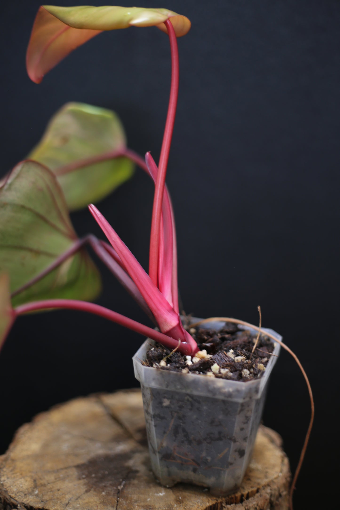 Philodendron Strawberry Shake Variegata - Dual Colour Expression - Large Established Leaves - Rooted Plant UK