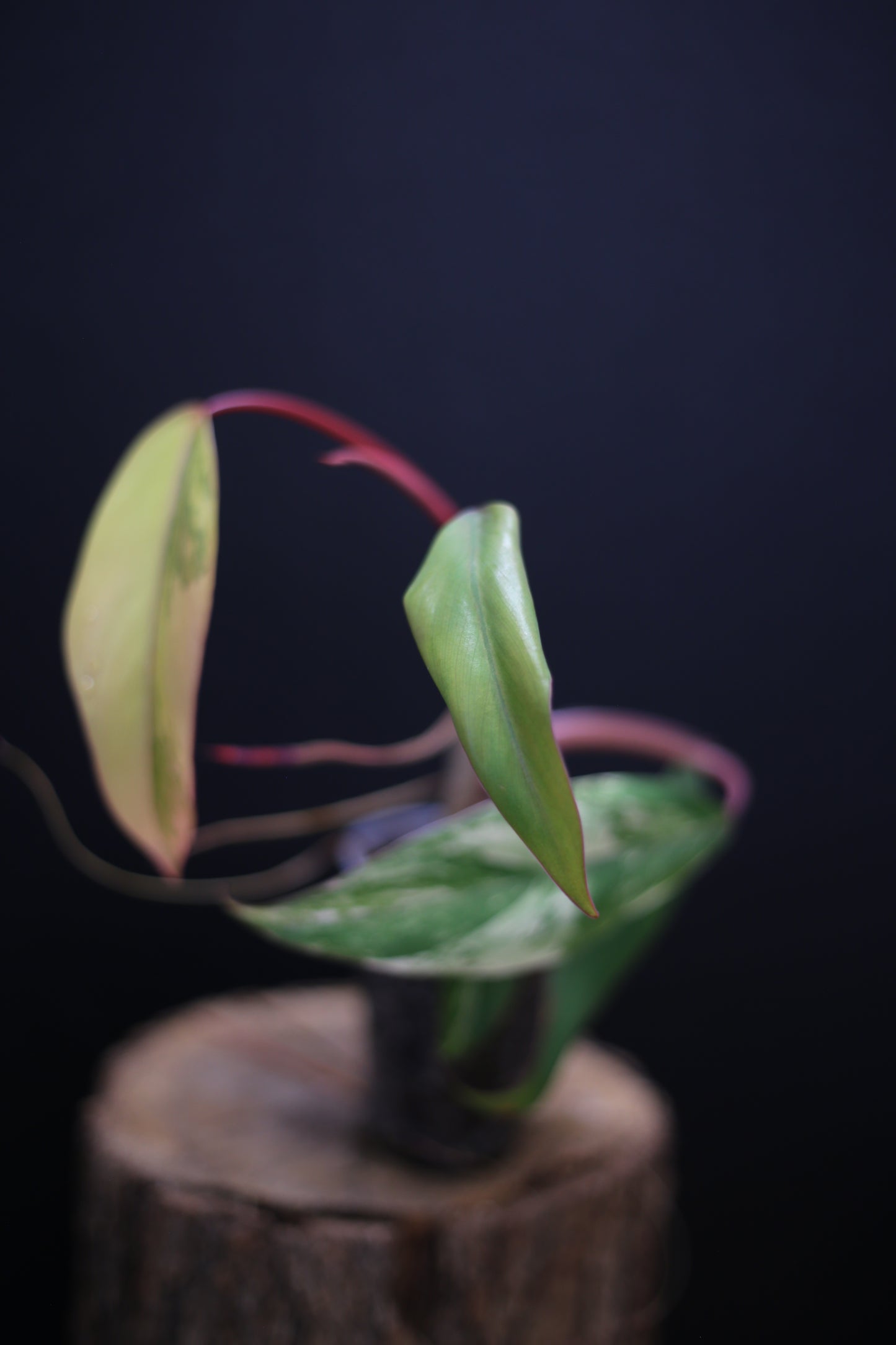 Philodendron Strawberry Shake Variegata - Yellow Green Variegation - Vibrant Colour Form - Rooted Plant UK
