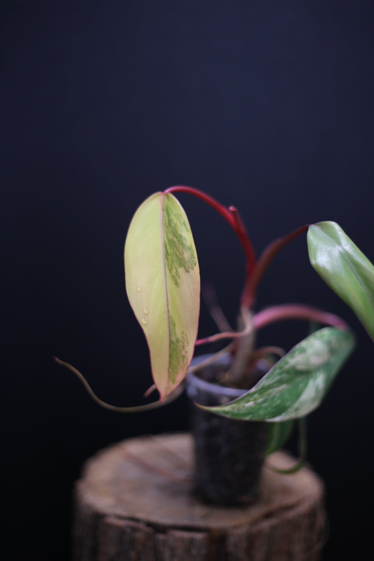 Philodendron Strawberry Shake Variegata - Yellow Green Variegation - Vibrant Colour Form - Rooted Plant UK