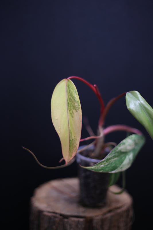 Philodendron Strawberry Shake Variegata - Yellow Green Variegation - Vibrant Colour Form - Rooted Plant UK