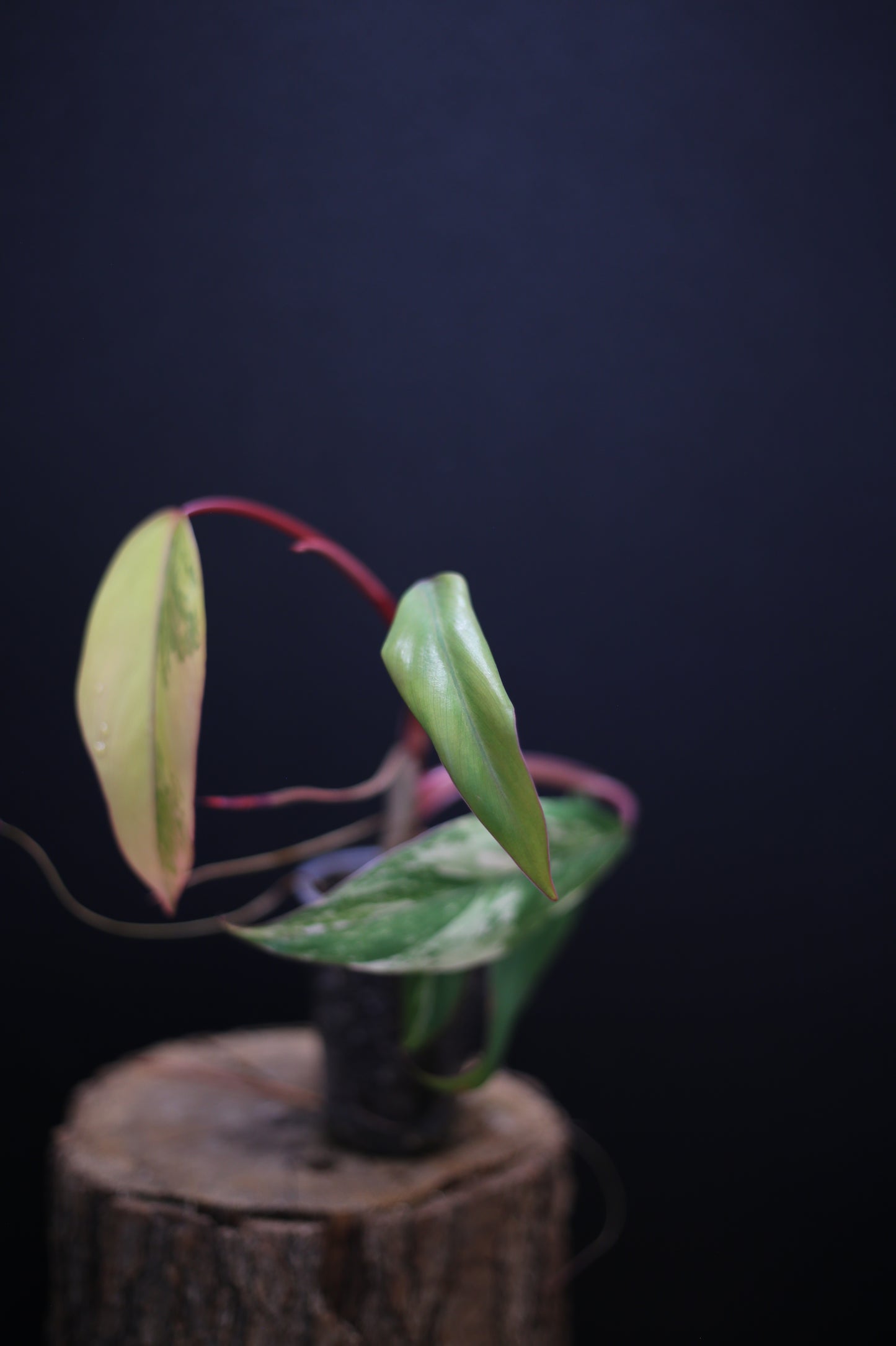 Philodendron Strawberry Shake Variegata - Yellow Green Variegation - Vibrant Colour Form - Rooted Plant UK