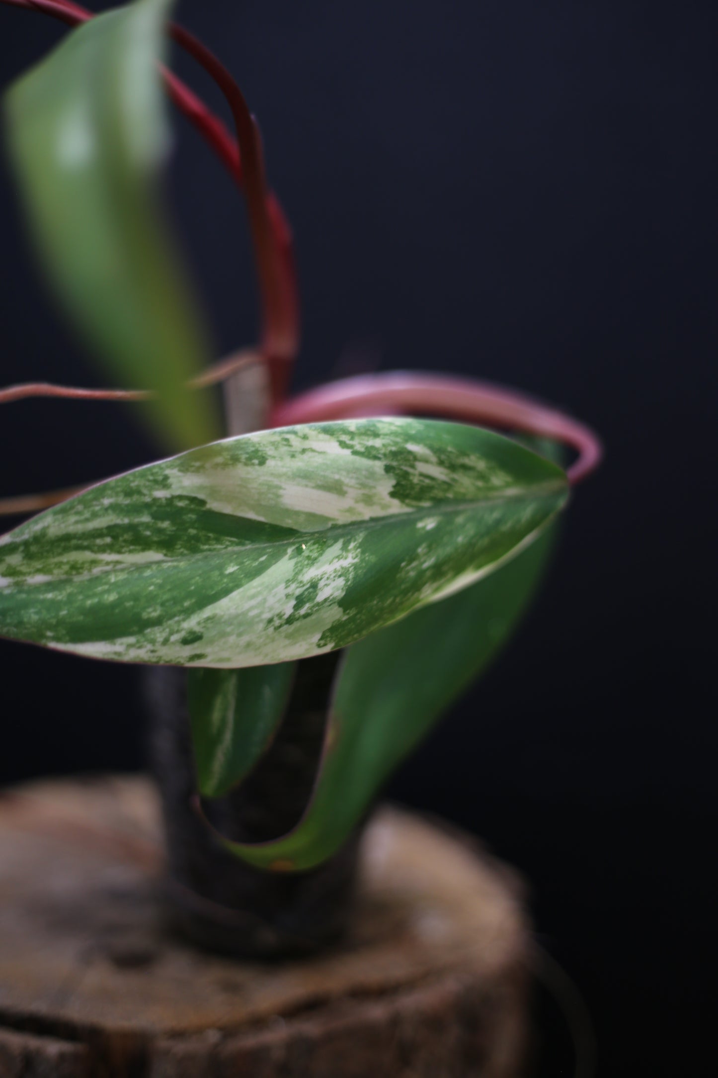 Philodendron Strawberry Shake Variegata - Yellow Green Variegation - Vibrant Colour Form - Rooted Plant UK
