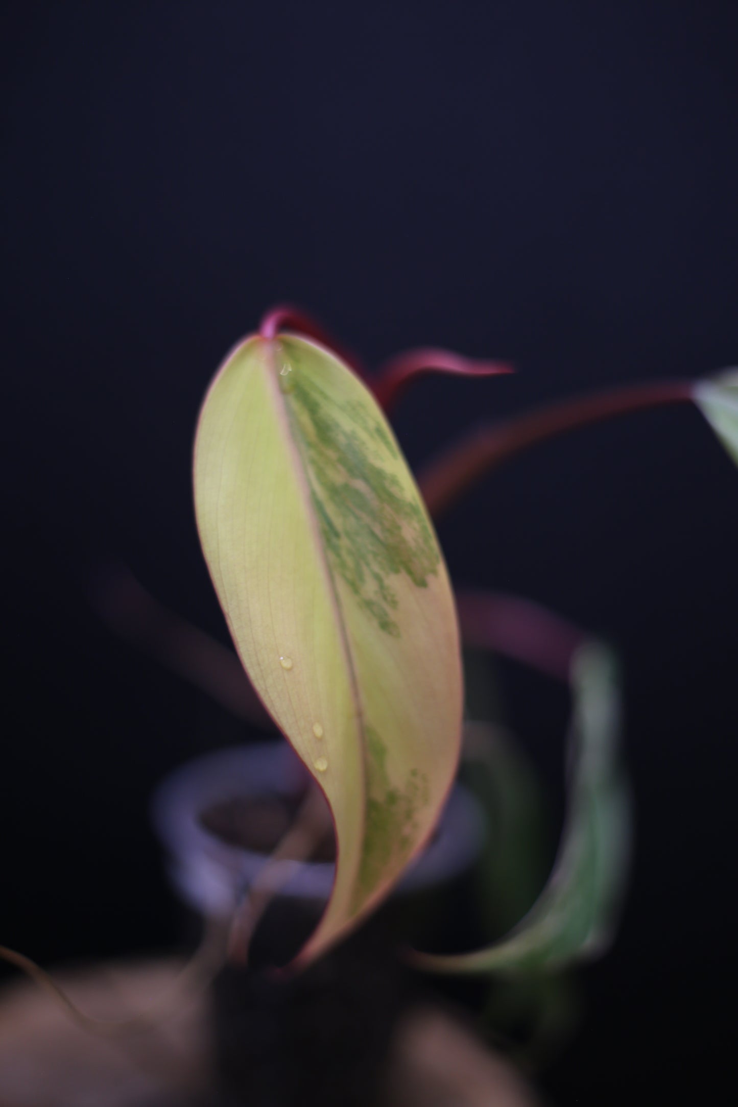 Philodendron Strawberry Shake Variegata - Yellow Green Variegation - Vibrant Colour Form - Rooted Plant UK