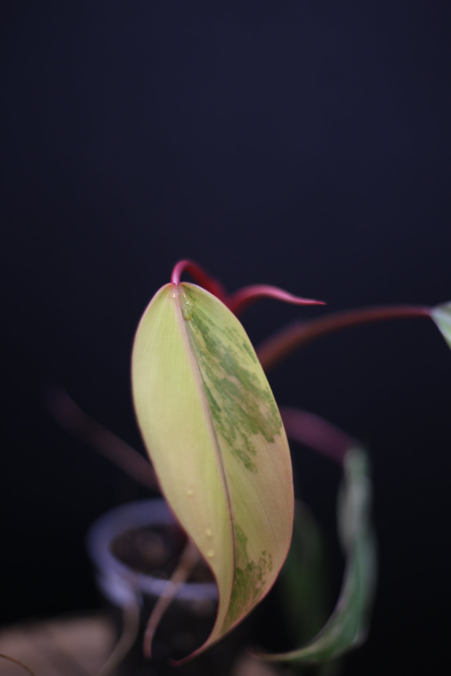 Philodendron Strawberry Shake Variegata - Yellow Green Variegation - Vibrant Colour Form - Rooted Plant UK