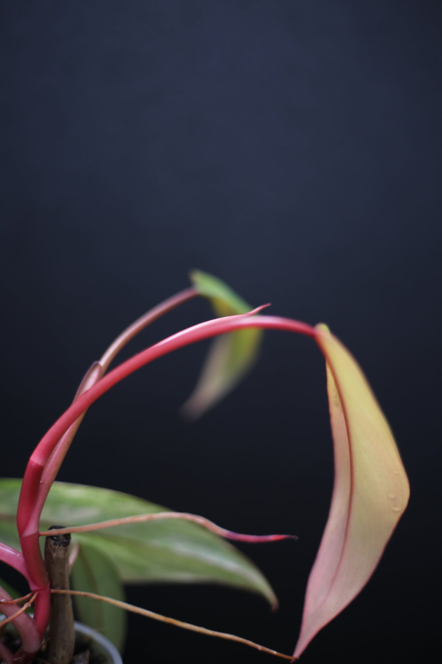 Philodendron Strawberry Shake Variegata - Yellow Green Variegation - Vibrant Colour Form - Rooted Plant UK