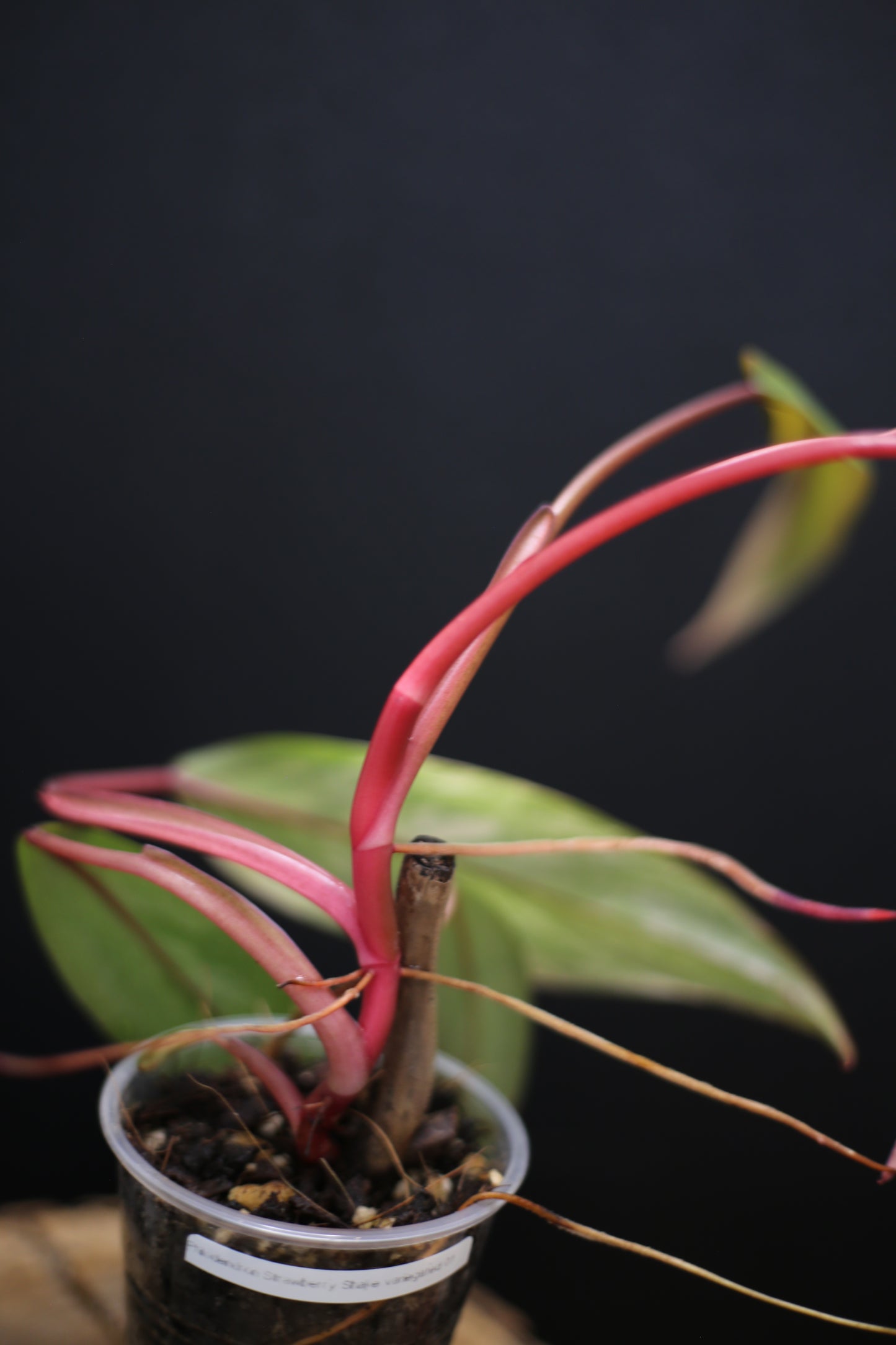 Philodendron Strawberry Shake Variegata - Yellow Green Variegation - Vibrant Colour Form - Rooted Plant UK
