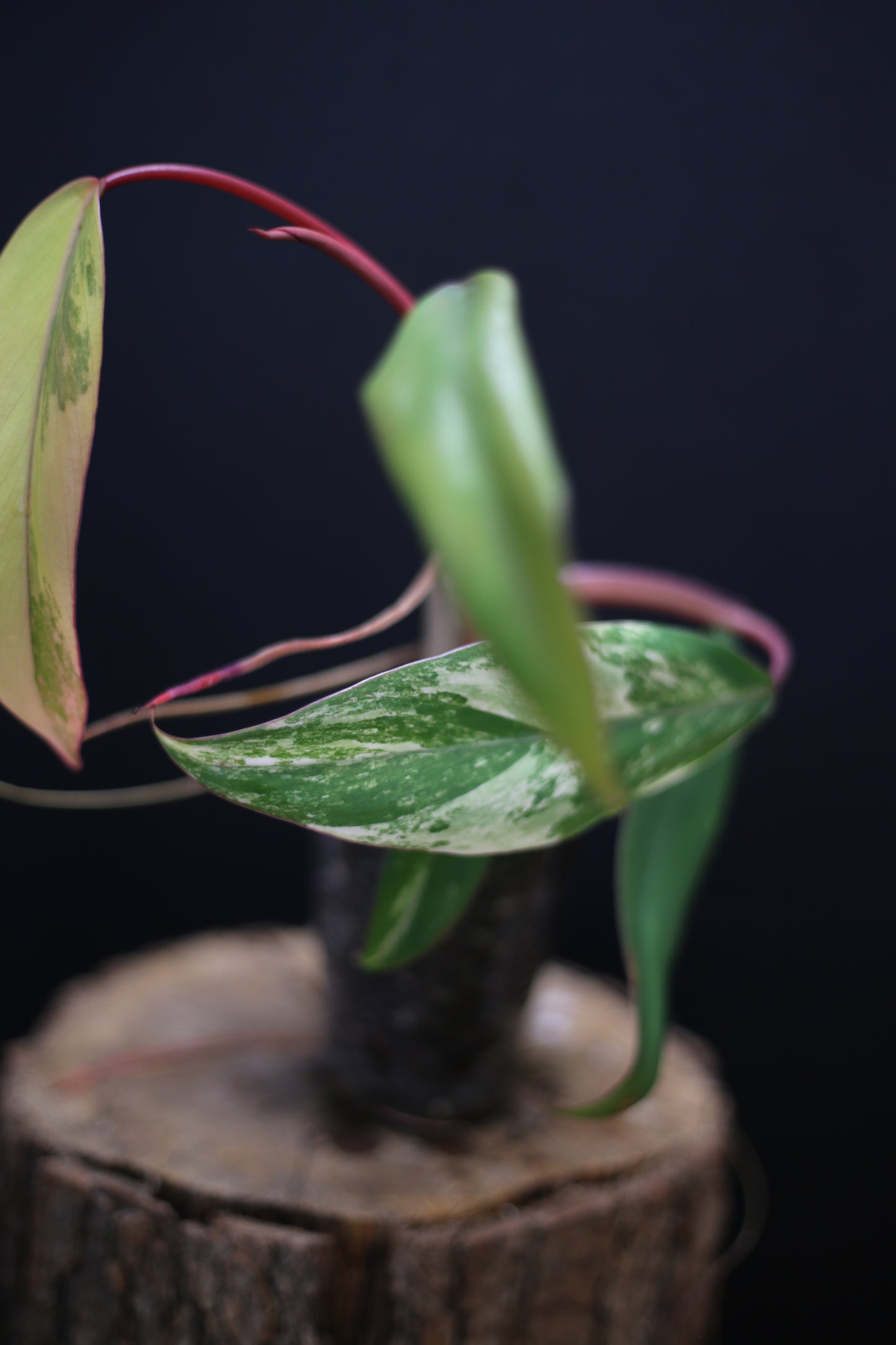 Philodendron Strawberry Shake Variegata - Yellow Green Variegation - Vibrant Colour Form - Rooted Plant UK