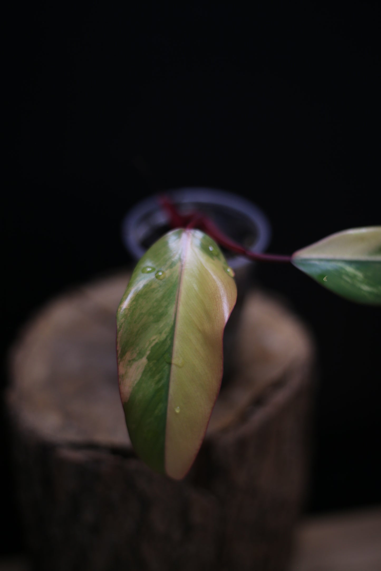 Philodendron Strawberry Shake Variegata - Multiple New Leaves - Cream Variegation - Rooted Starter Plant UK