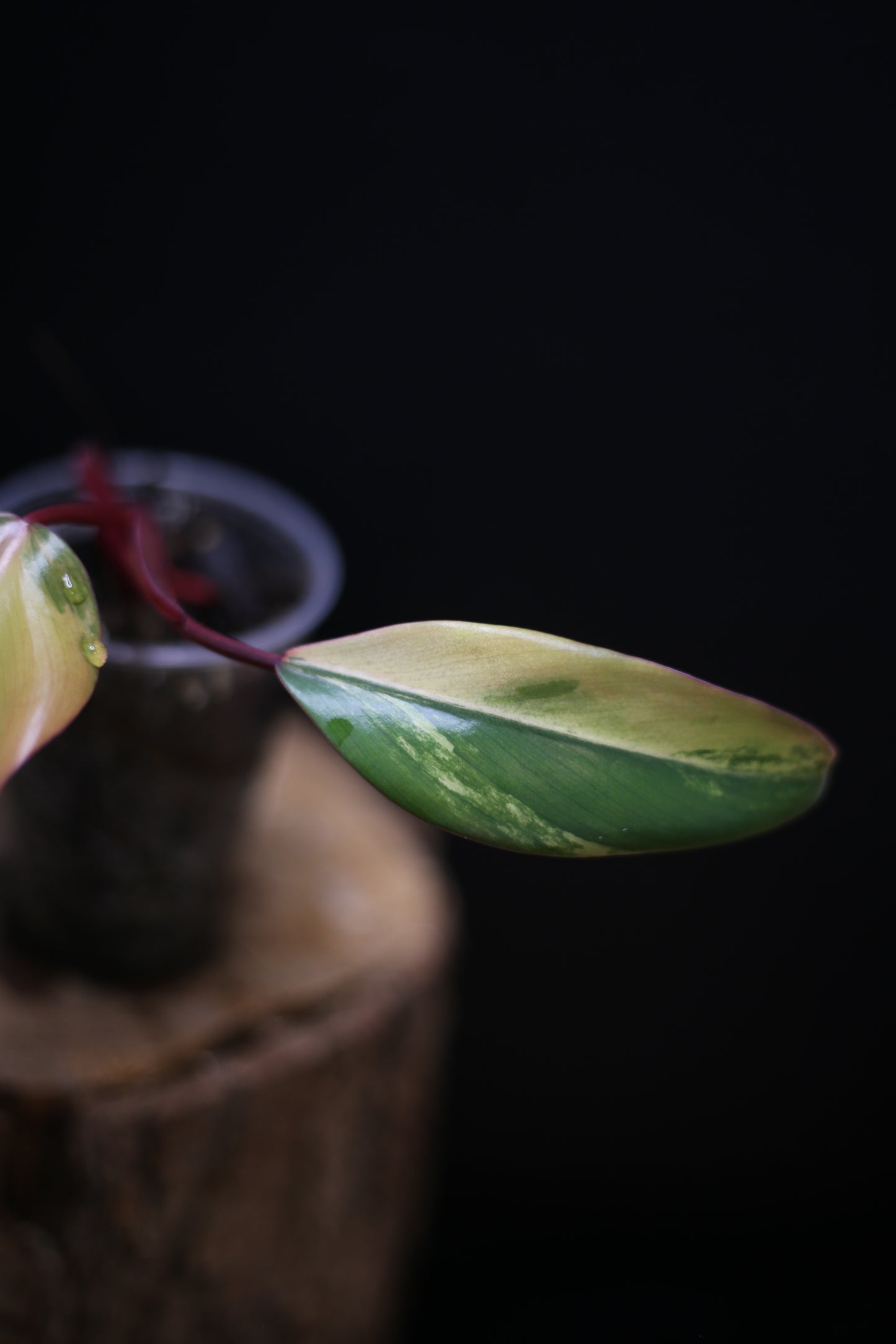 Philodendron Strawberry Shake Variegata - Multiple New Leaves - Cream Variegation - Rooted Starter Plant UK