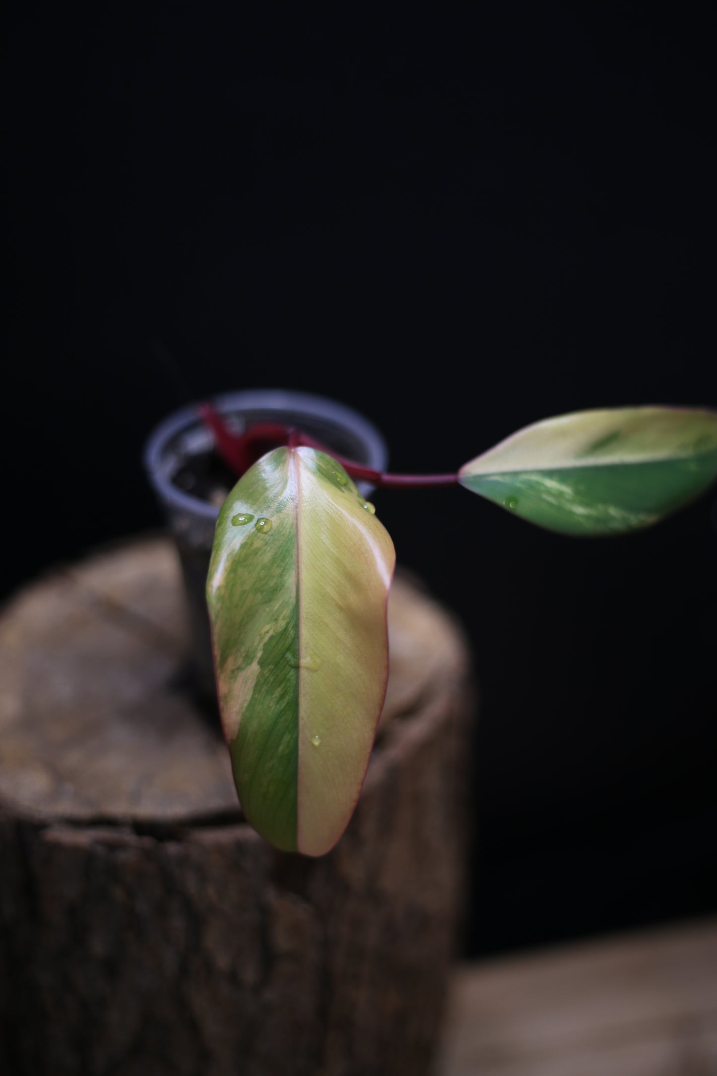 Philodendron Strawberry Shake Variegata - Multiple New Leaves - Cream Variegation - Rooted Starter Plant UK