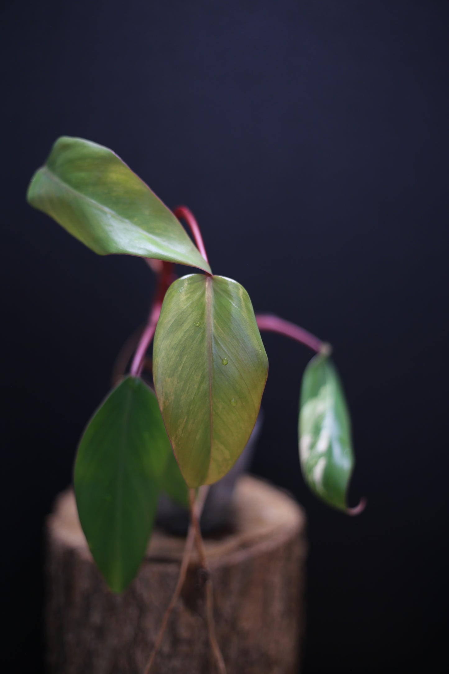 Philodendron Strawberry Shake Variegata - Red Petioles - New Leaf Emerging - Rooted Starter Plant UK