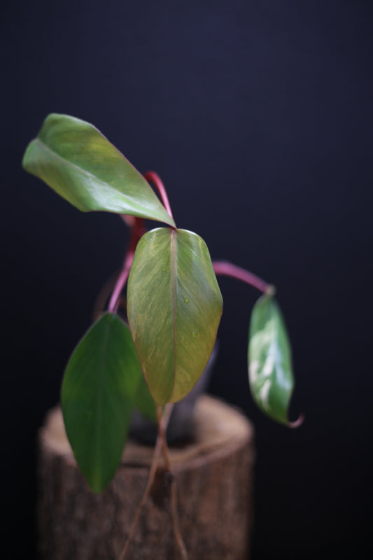 Philodendron Strawberry Shake Variegata - Red Petioles - New Leaf Emerging - Rooted Starter Plant UK