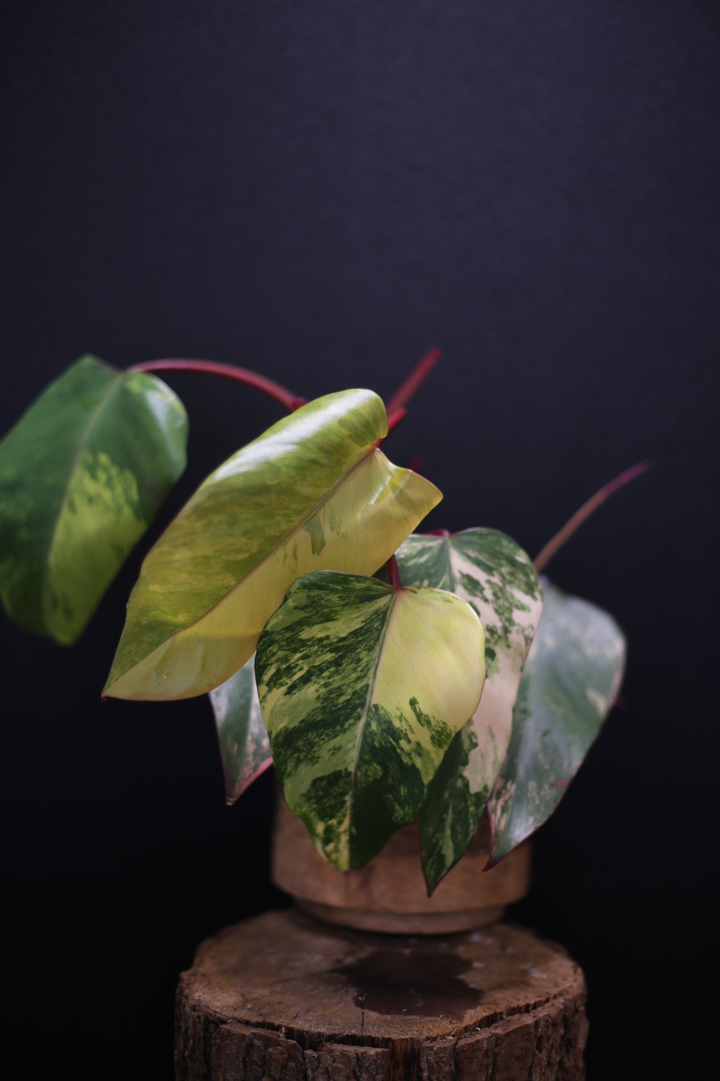 Philodendron Strawberry Shake Variegata - Red Petioles - Multi Colour Variegation - Rooted Plant UK