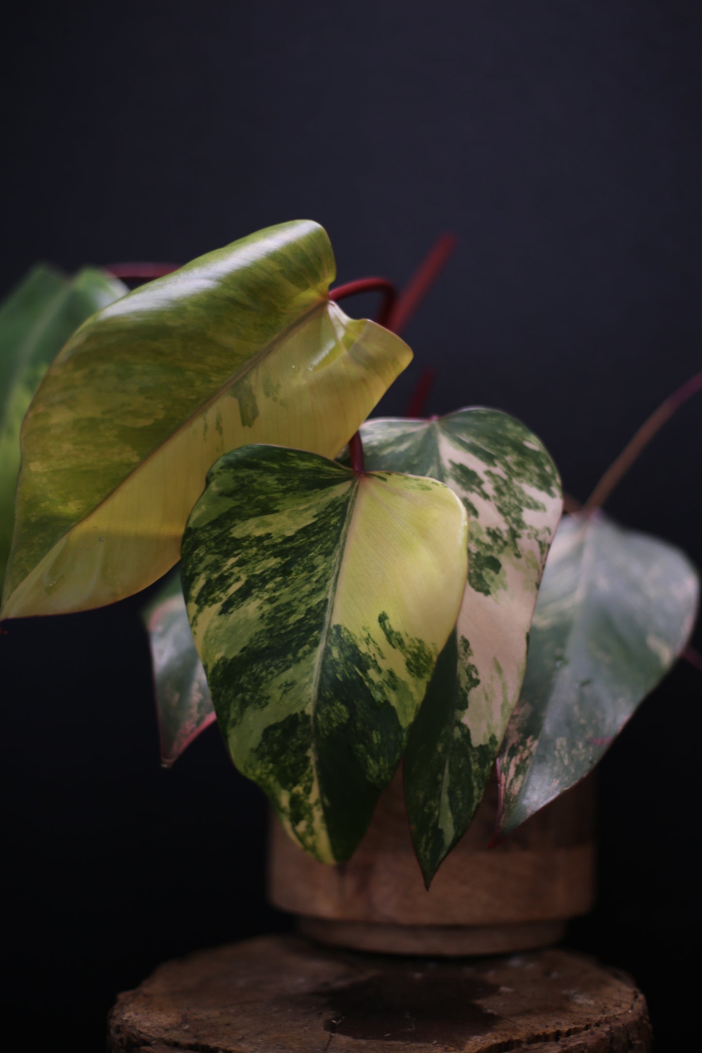 Philodendron Strawberry Shake Variegata - Red Petioles - Multi Colour Variegation - Rooted Plant UK