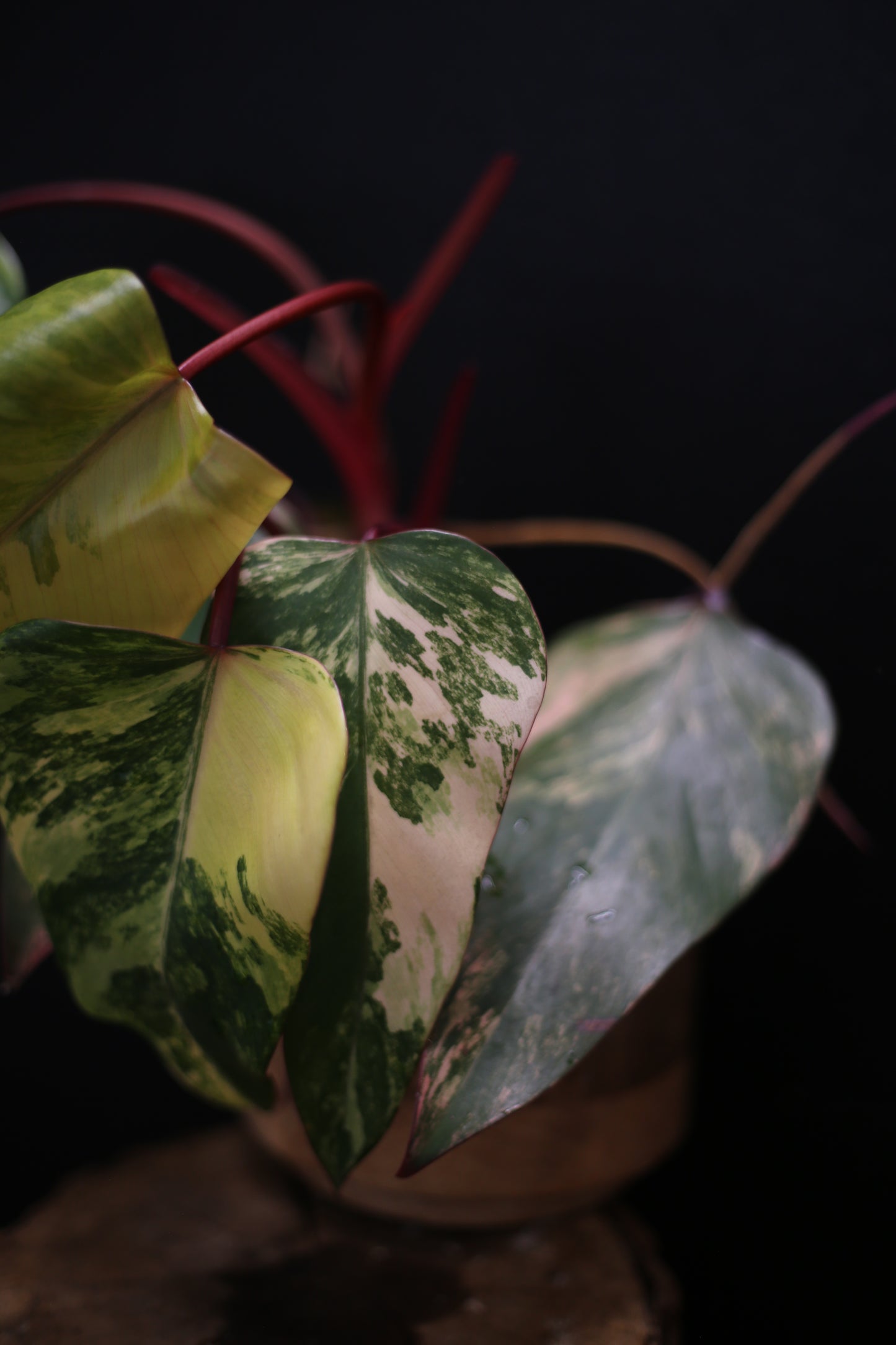 Philodendron Strawberry Shake Variegata - Red Petioles - Multi Colour Variegation - Rooted Plant UK