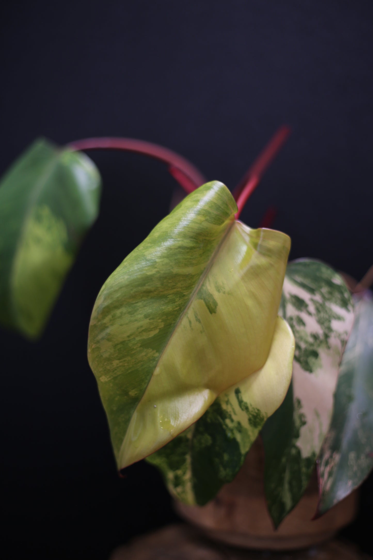 Philodendron Strawberry Shake Variegata - Red Petioles - Multi Colour Variegation - Rooted Plant UK