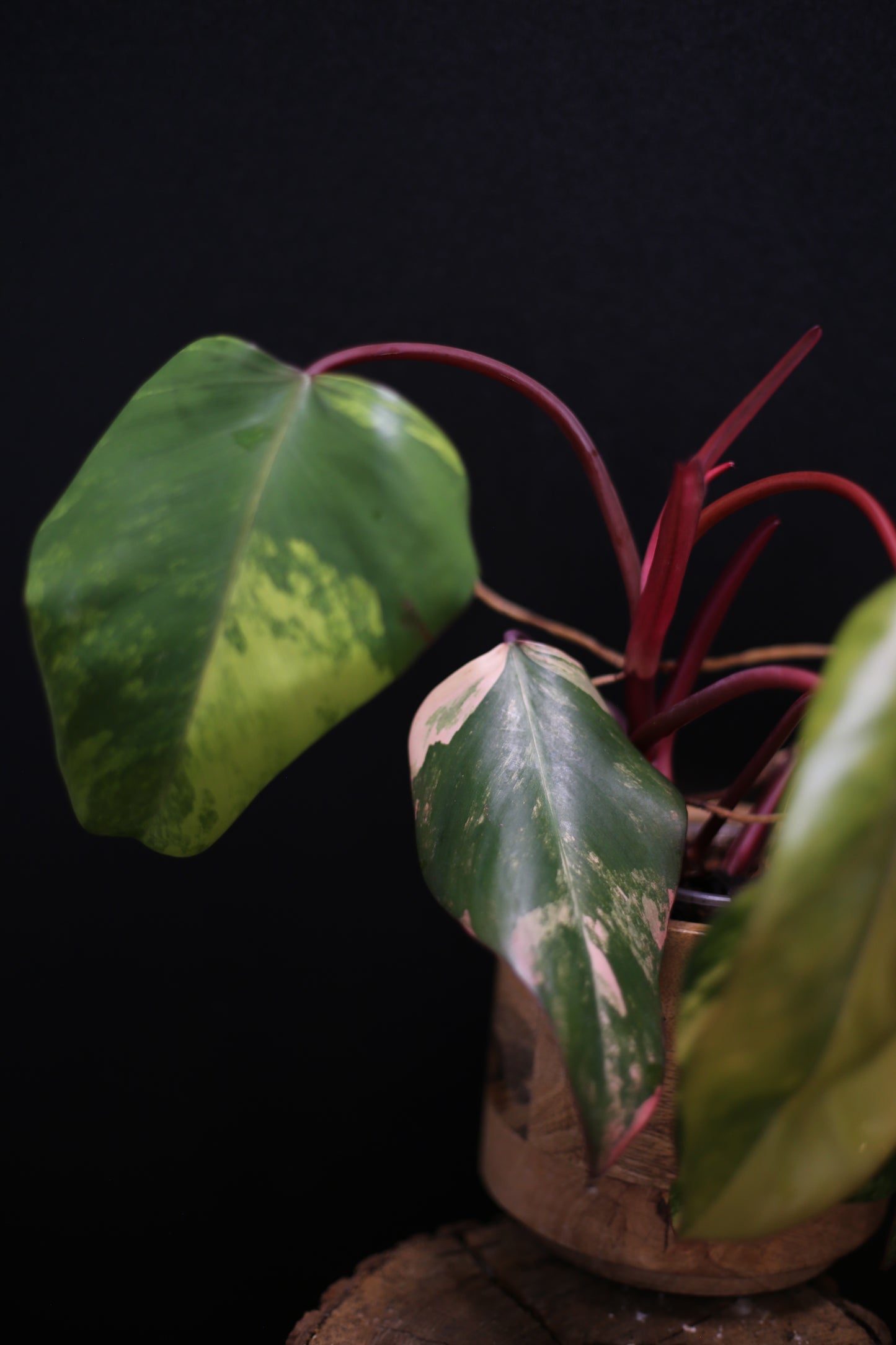 Philodendron Strawberry Shake Variegata - Red Petioles - Multi Colour Variegation - Rooted Plant UK