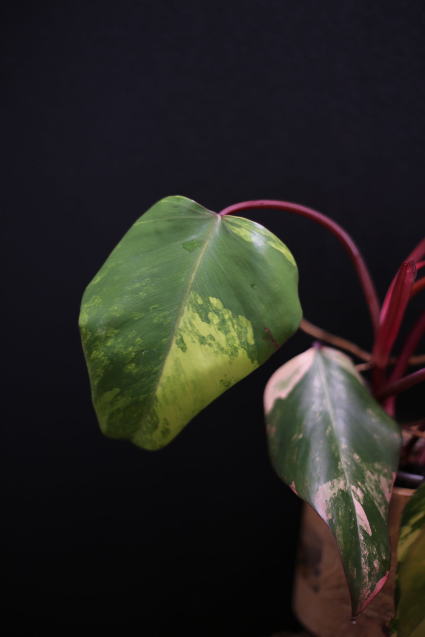 Philodendron Strawberry Shake Variegata - Red Petioles - Multi Colour Variegation - Rooted Plant UK