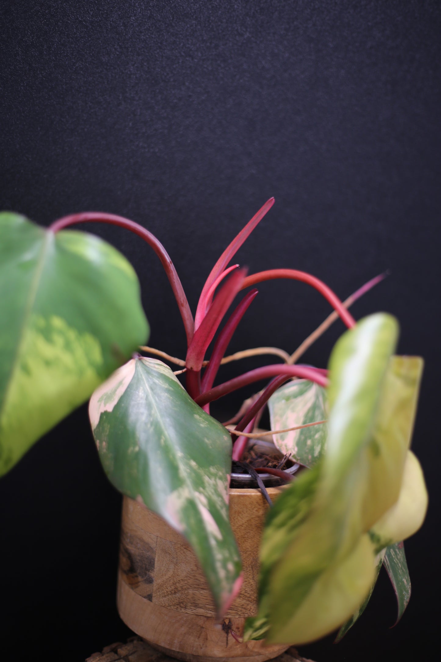 Philodendron Strawberry Shake Variegata - Red Petioles - Multi Colour Variegation - Rooted Plant UK