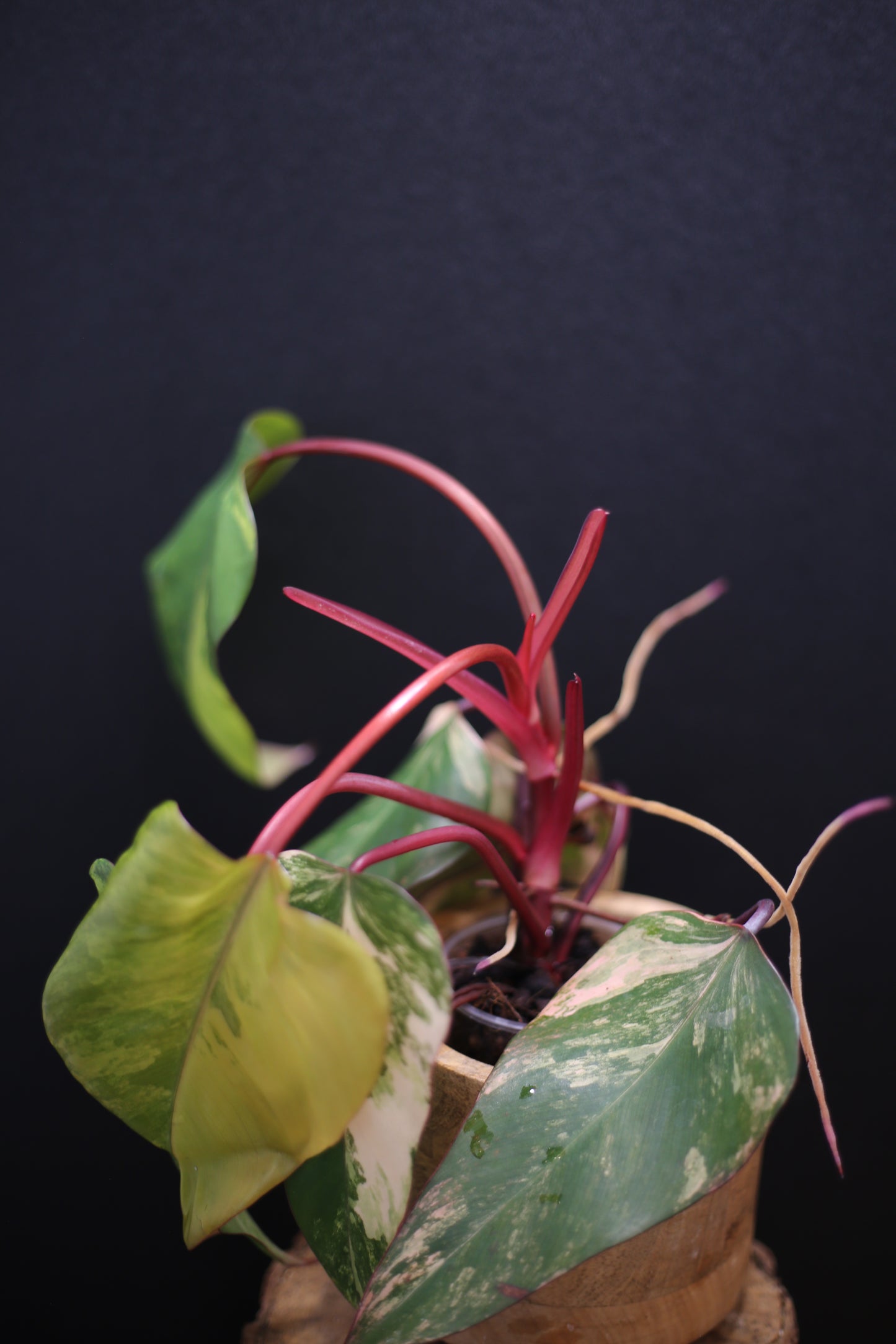 Philodendron Strawberry Shake Variegata - Red Petioles - Multi Colour Variegation - Rooted Plant UK