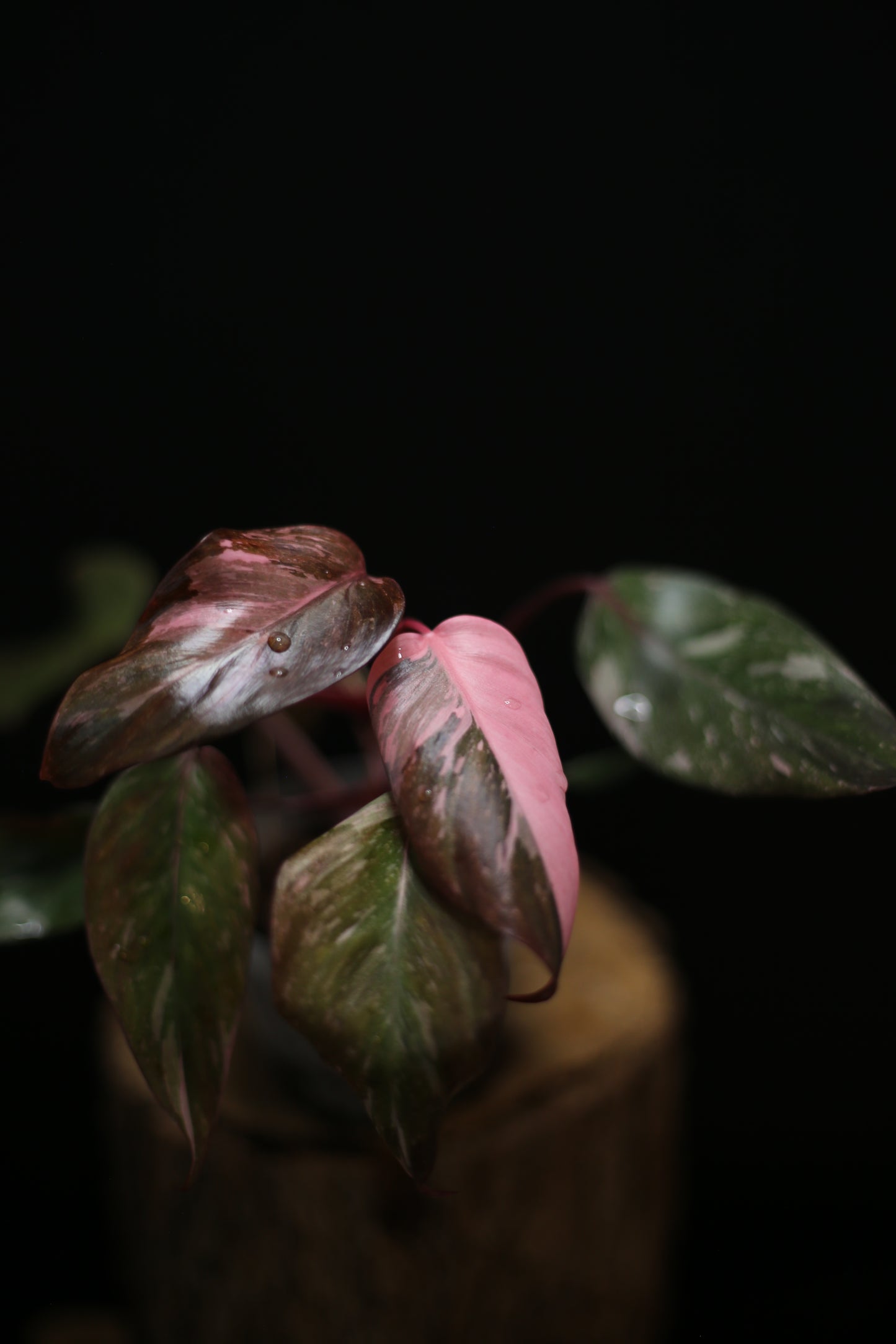Philodendron Pink Princess Galaxy - Pink Splash Emerging -  Rooted Plant UK