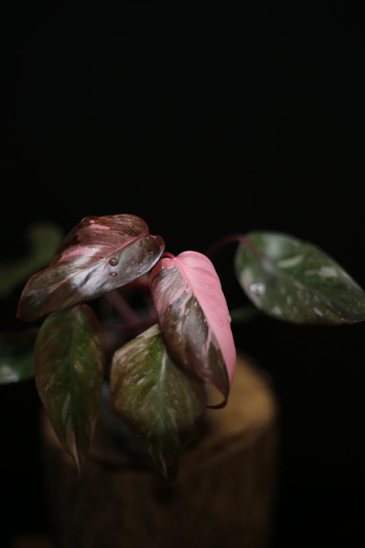 Philodendron Pink Princess Galaxy - Pink Splash Emerging -  Rooted Plant UK
