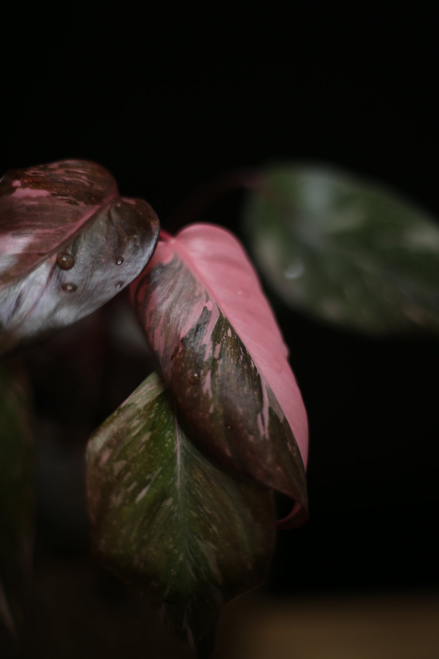 Philodendron Pink Princess Galaxy - Pink Splash Emerging -  Rooted Plant UK