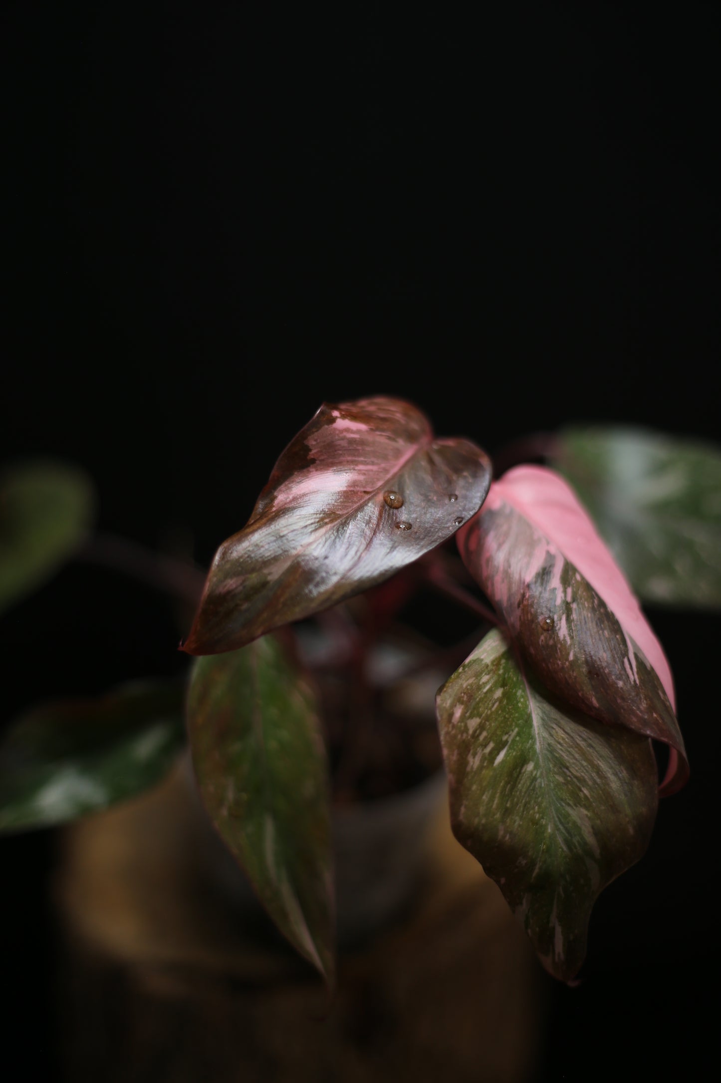Philodendron Pink Princess Galaxy - Pink Splash Emerging -  Rooted Plant UK