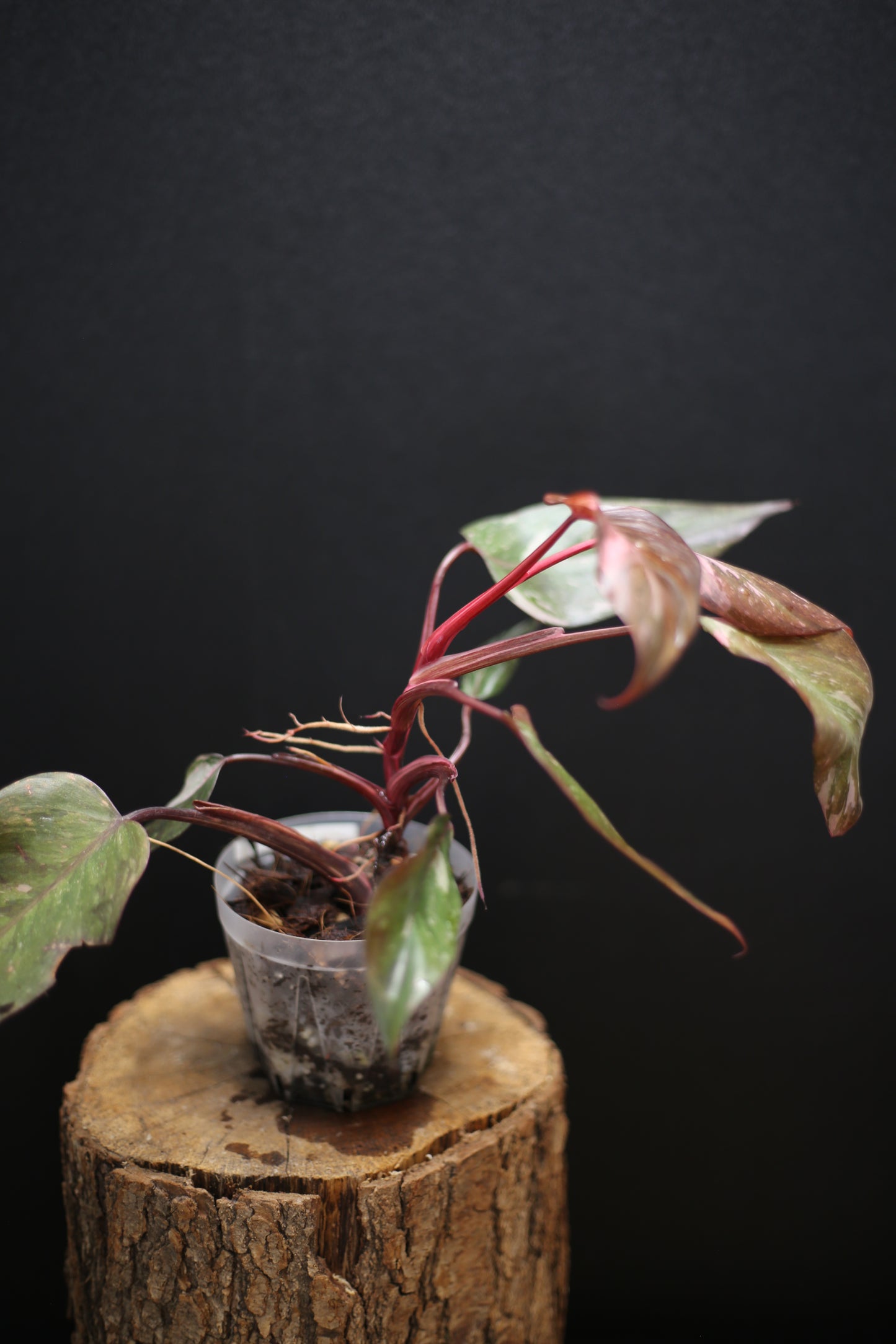 Philodendron Pink Princess Galaxy - Pink Splash Emerging -  Rooted Plant UK