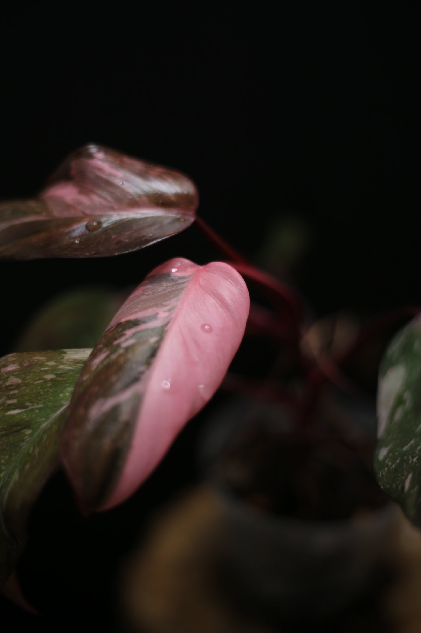 Philodendron Pink Princess Galaxy - Pink Splash Emerging -  Rooted Plant UK