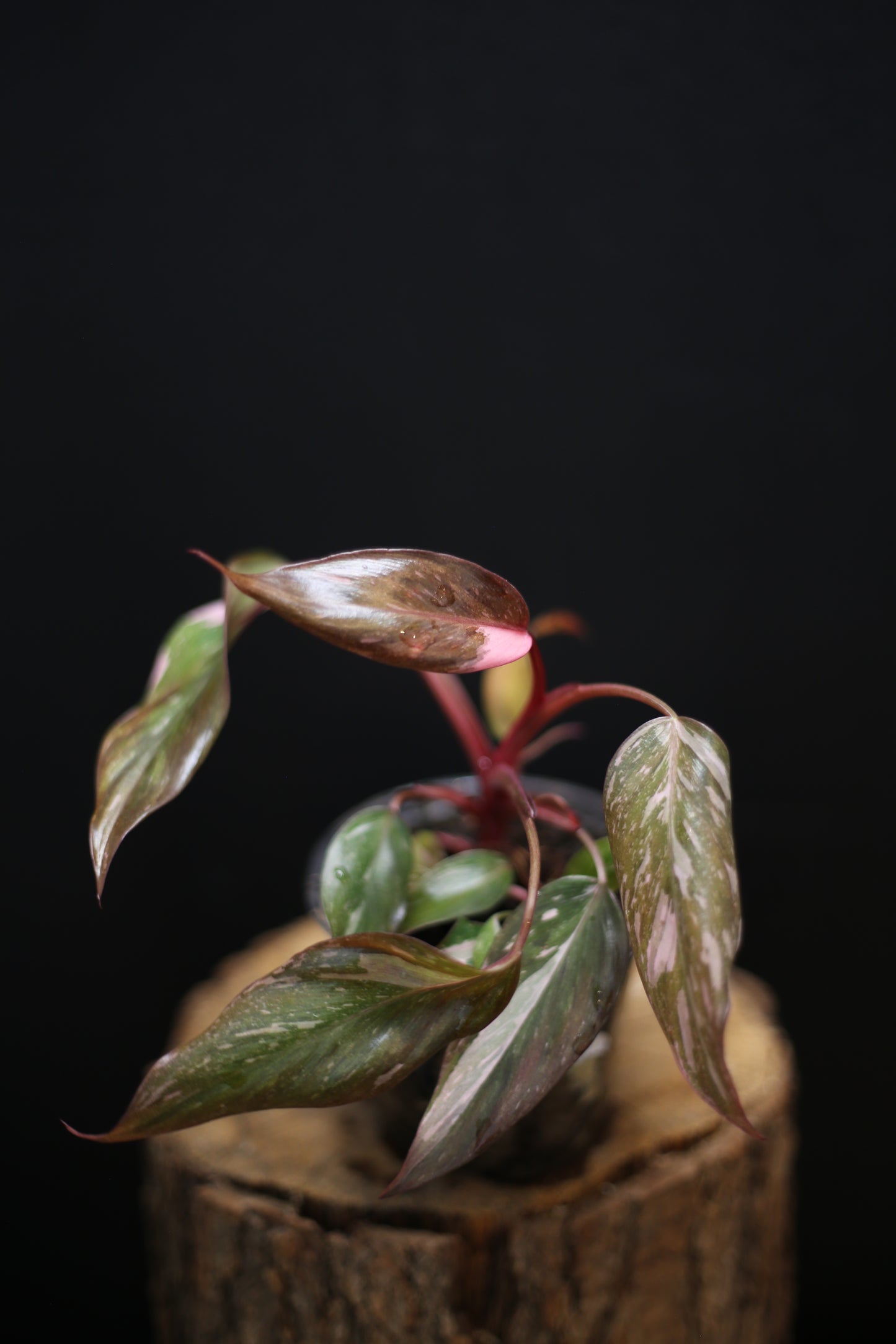Philodendron Pink Princess Galaxy - Beautiful Pink Splash Emerging -  Rooted Plant UK