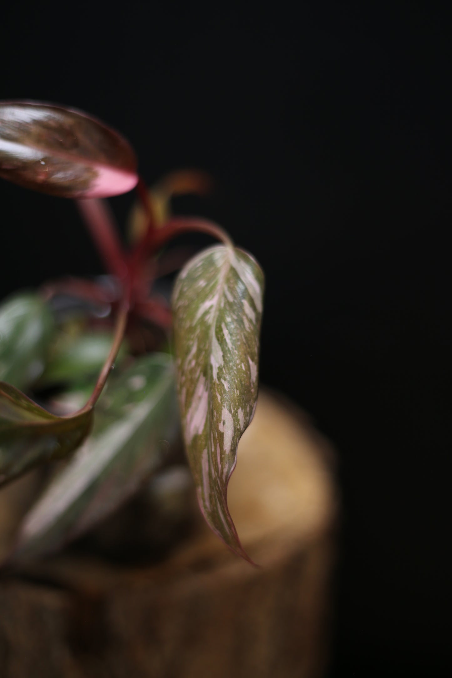 Philodendron Pink Princess Galaxy - Beautiful Pink Splash Emerging -  Rooted Plant UK