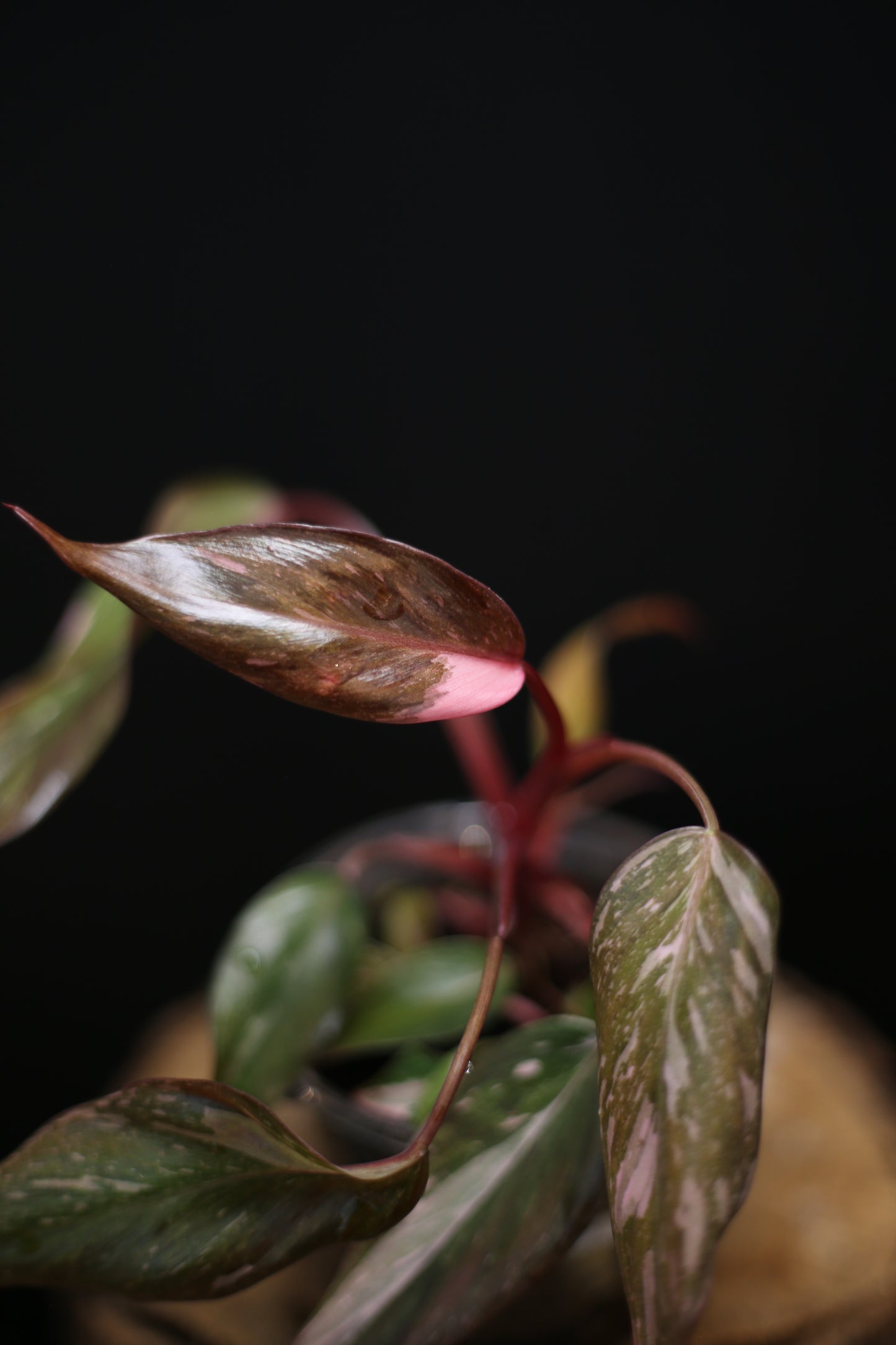 Philodendron Pink Princess Galaxy - Beautiful Pink Splash Emerging -  Rooted Plant UK