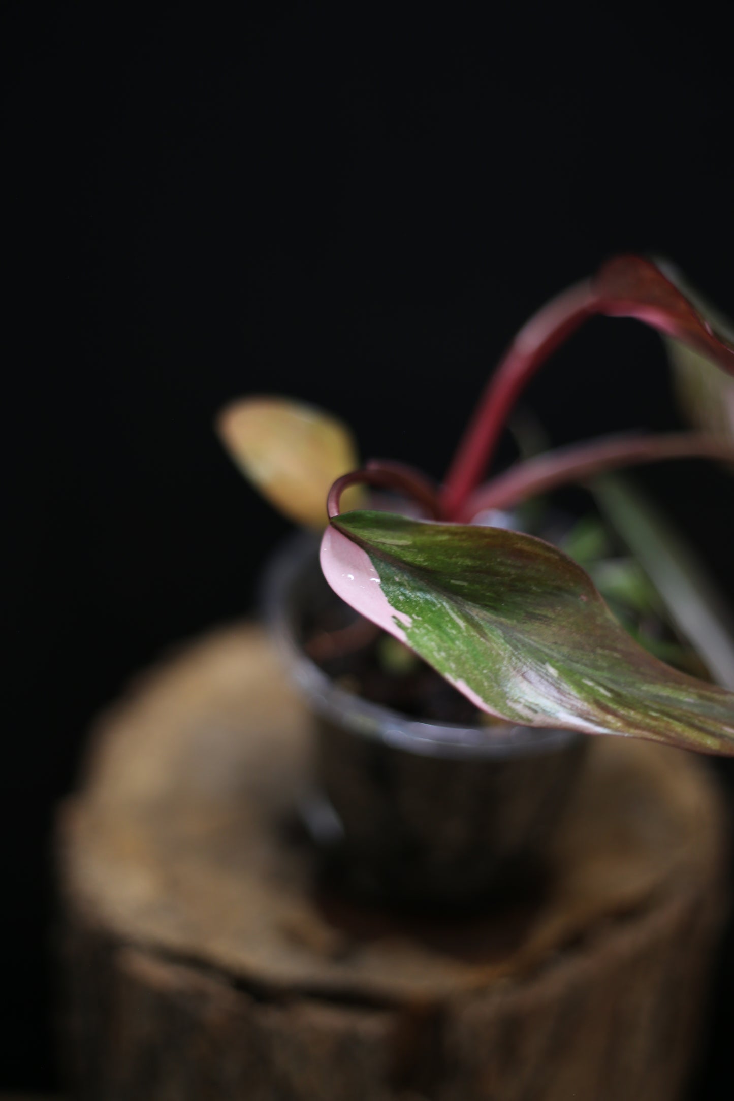 Philodendron Pink Princess Galaxy - Beautiful Pink Splash Emerging -  Rooted Plant UK